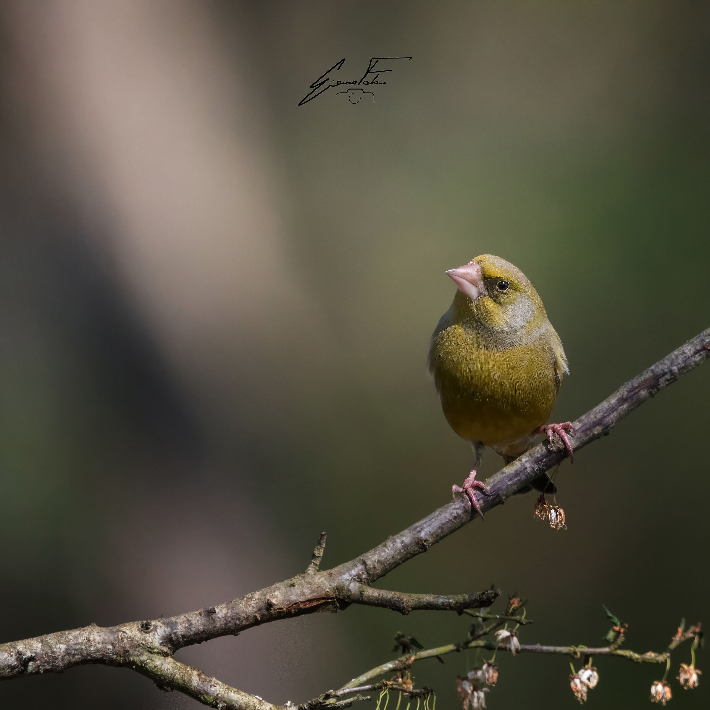 greenfinch