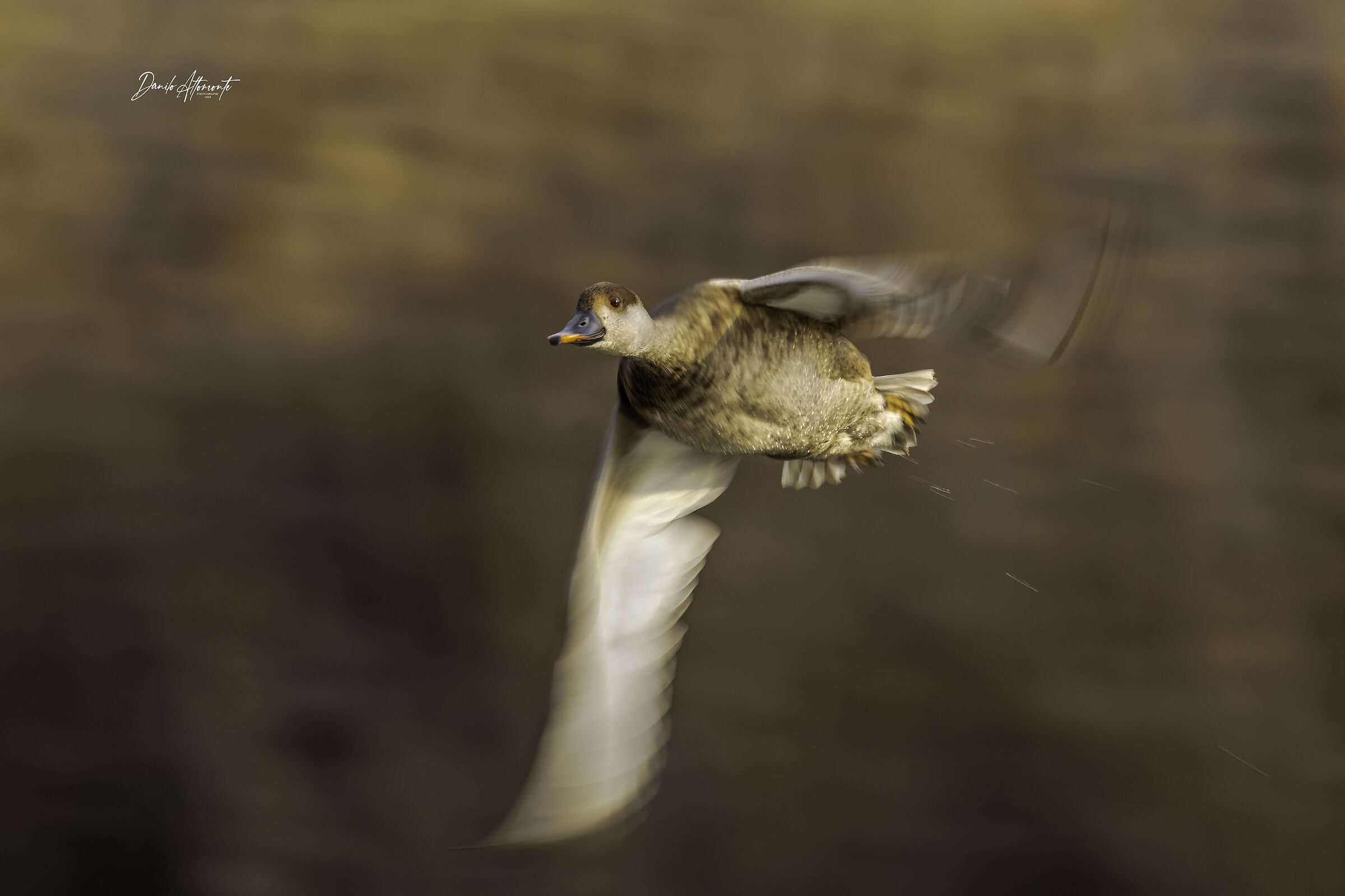 Pochard