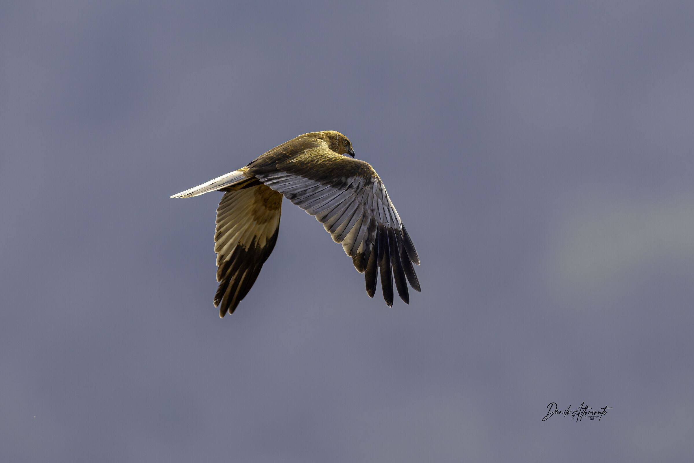 Marsh Harrier