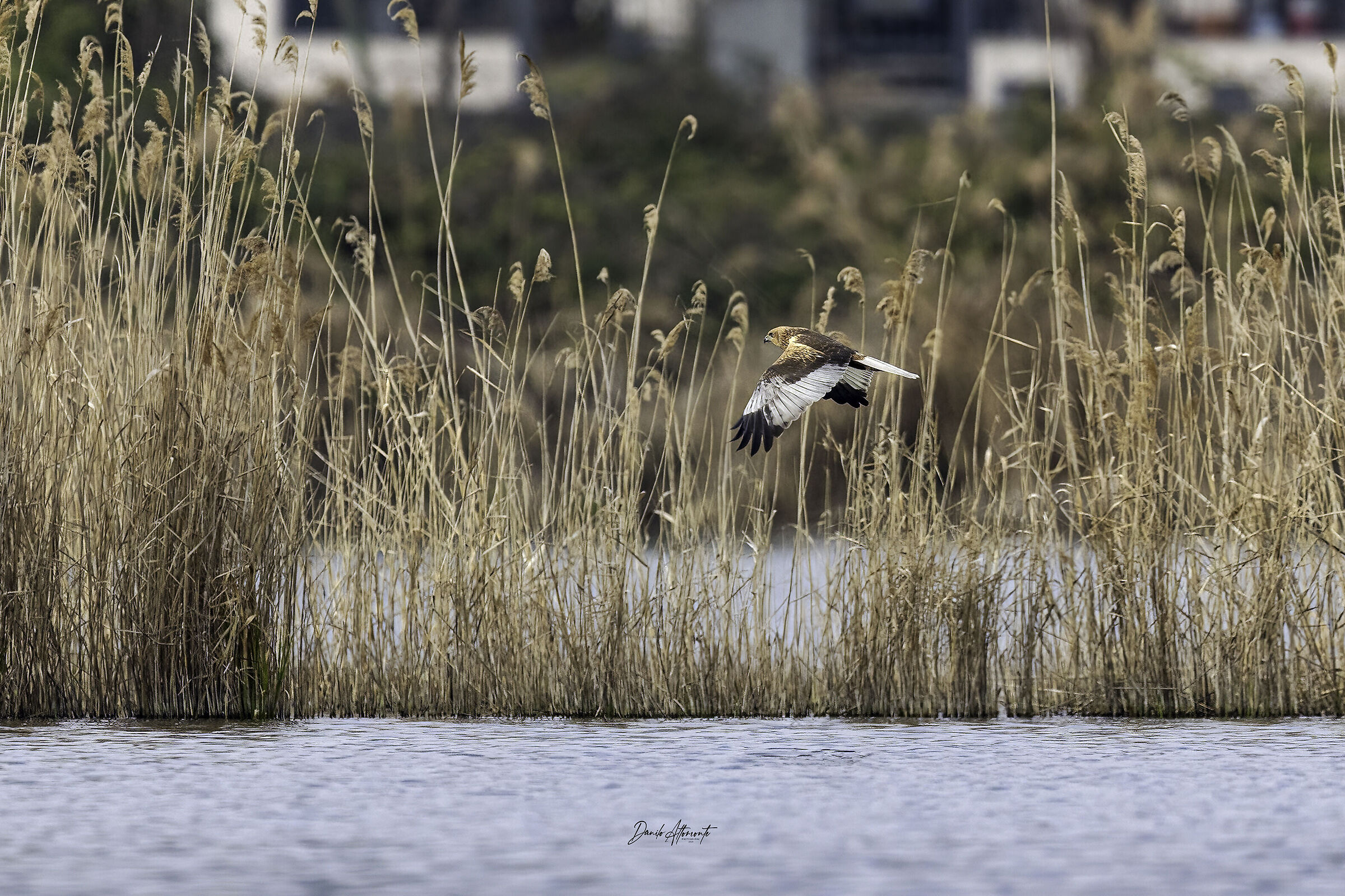 Marsh Harrier