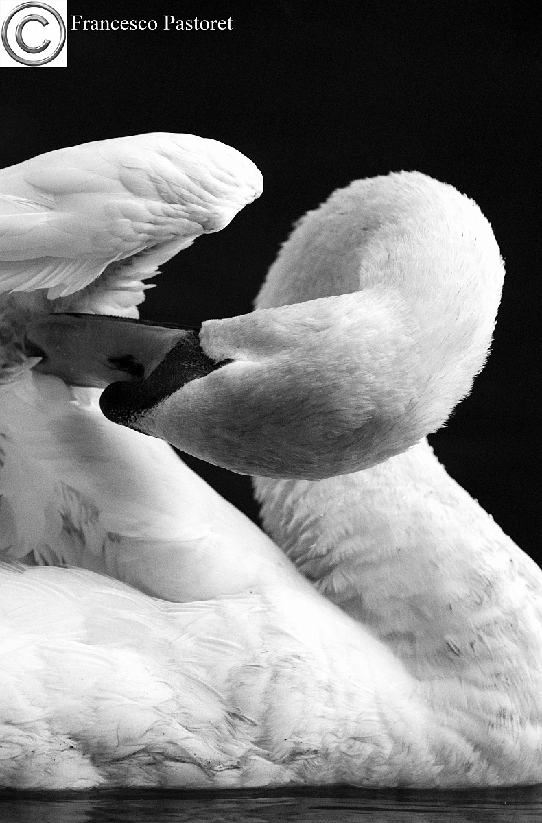 Swan B / W