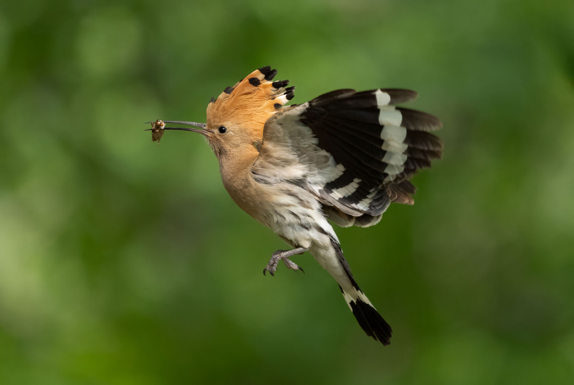 Hoopoe