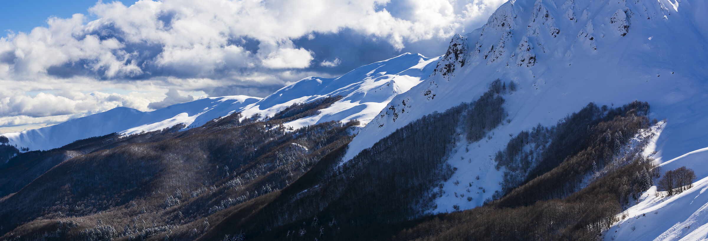 fir trees kissed by light