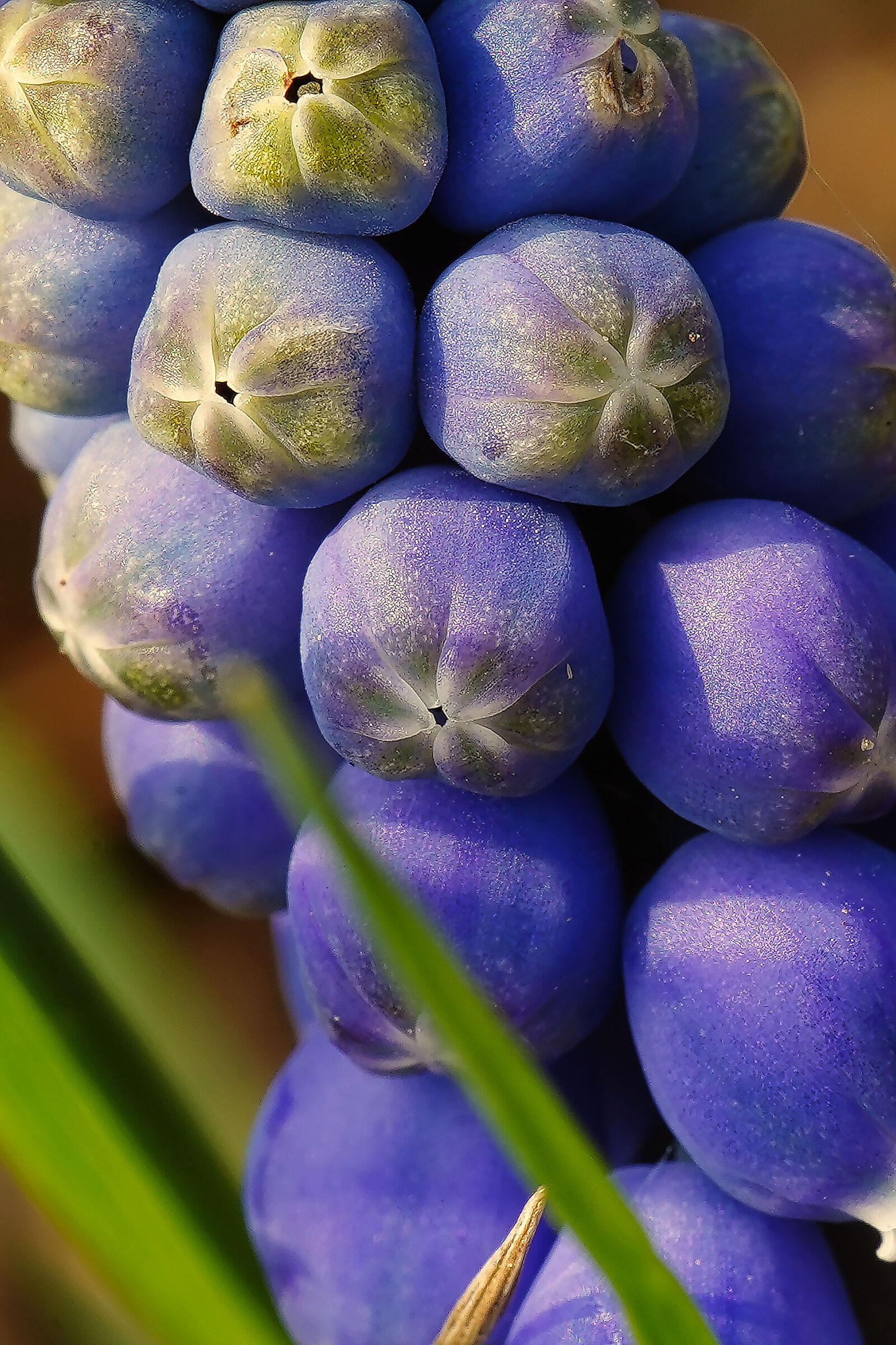 Macro