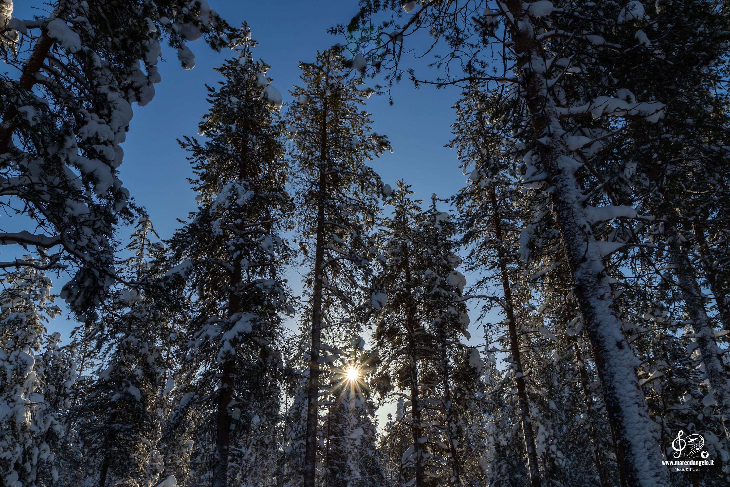 Sami forest