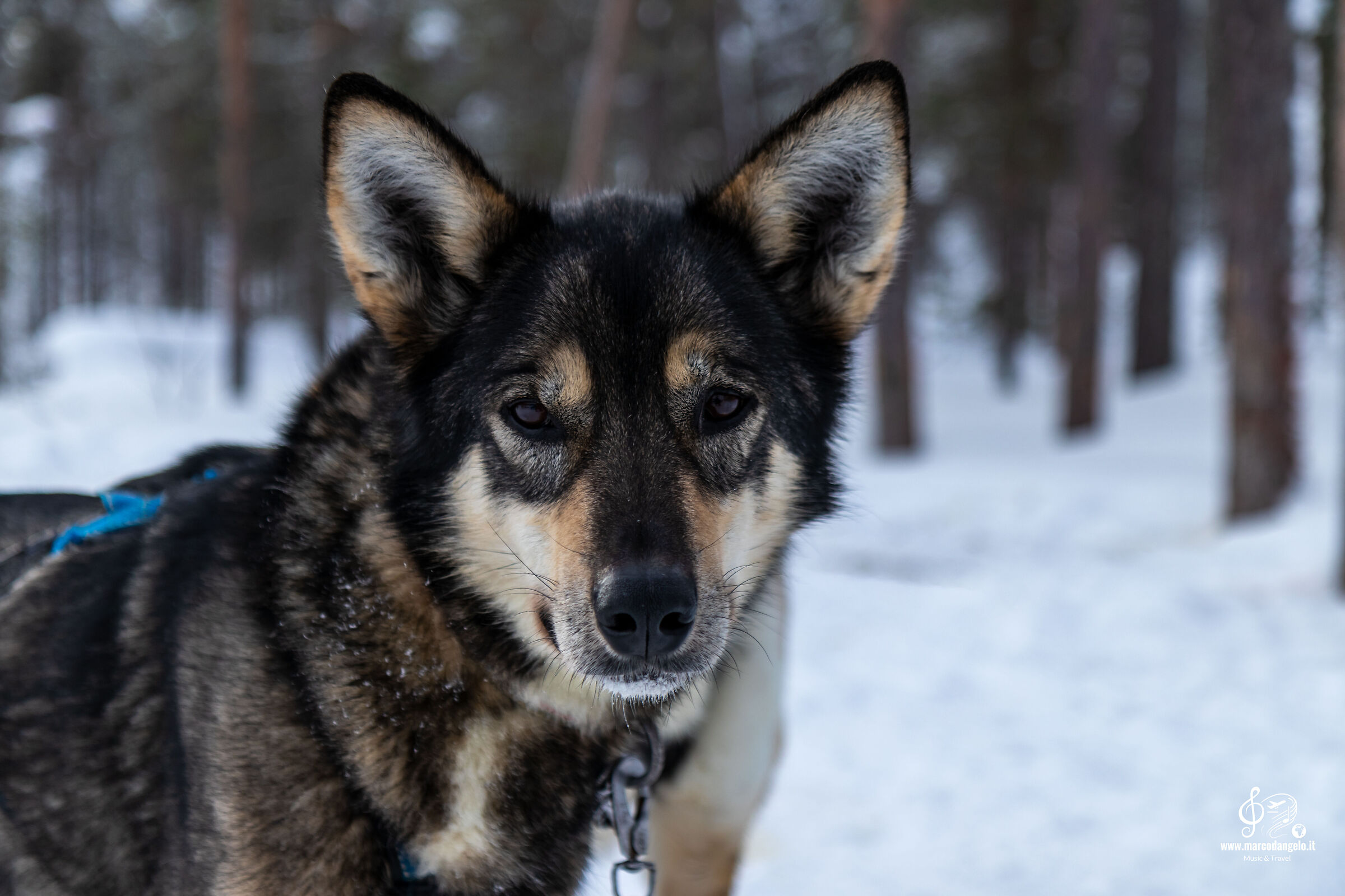 Dog friend