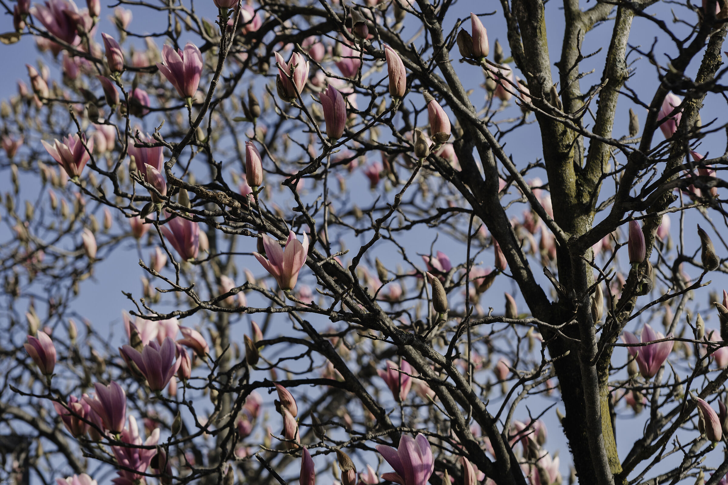 Inizia già la primavera