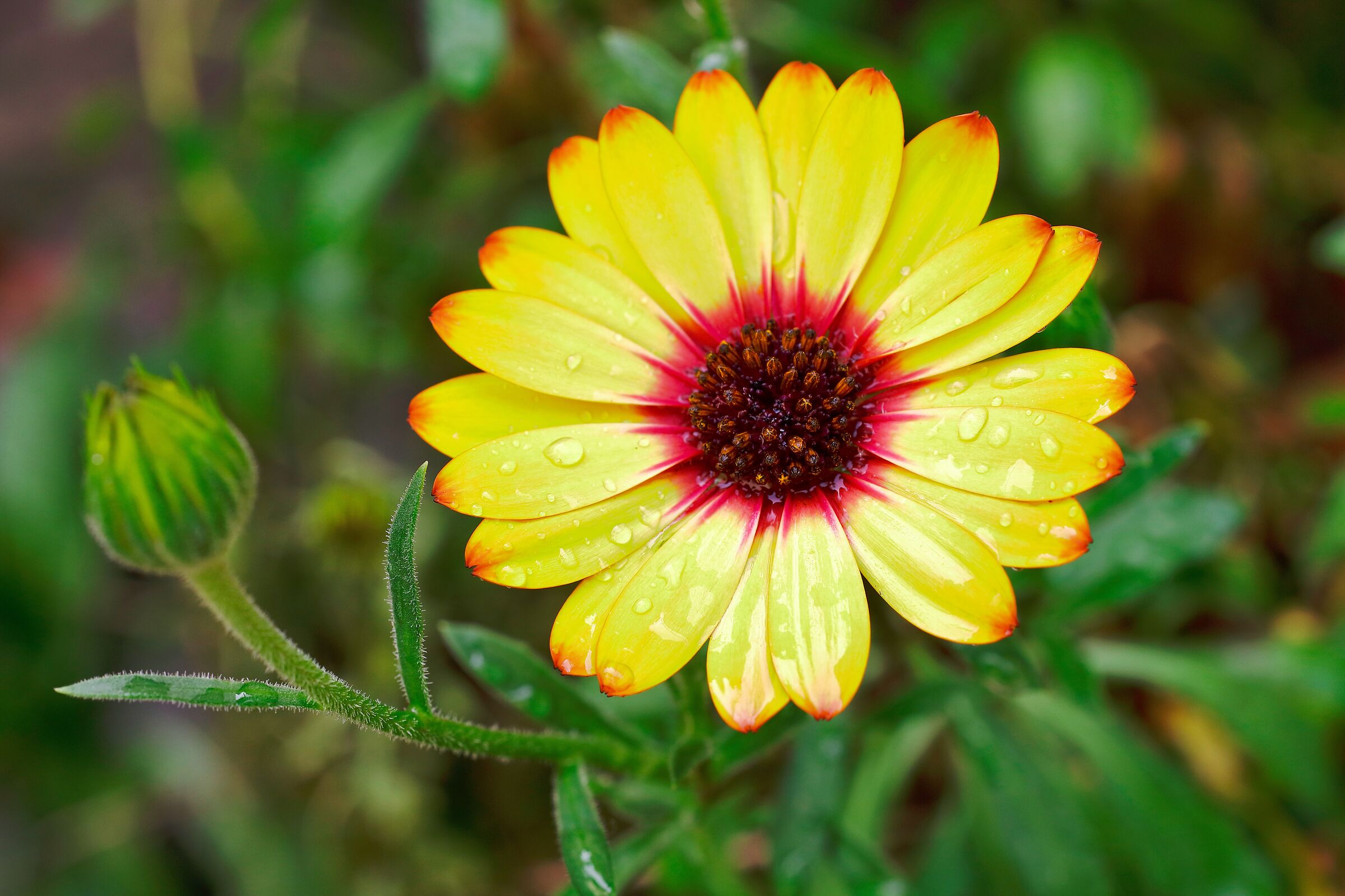 Marcherita africana gialla