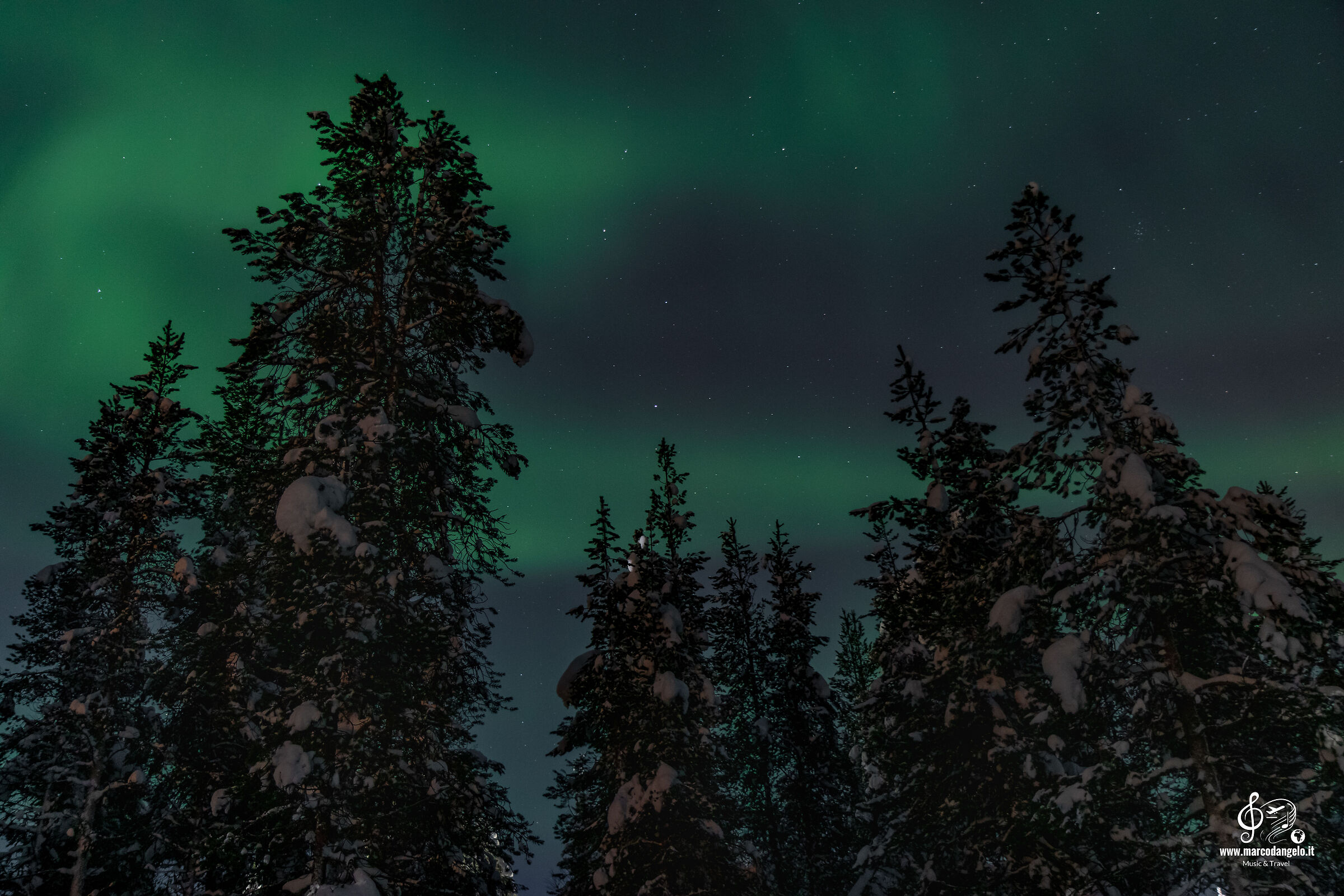 Aurora trees