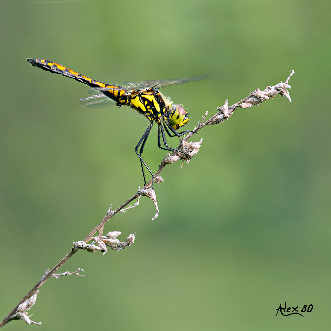 dragonfly