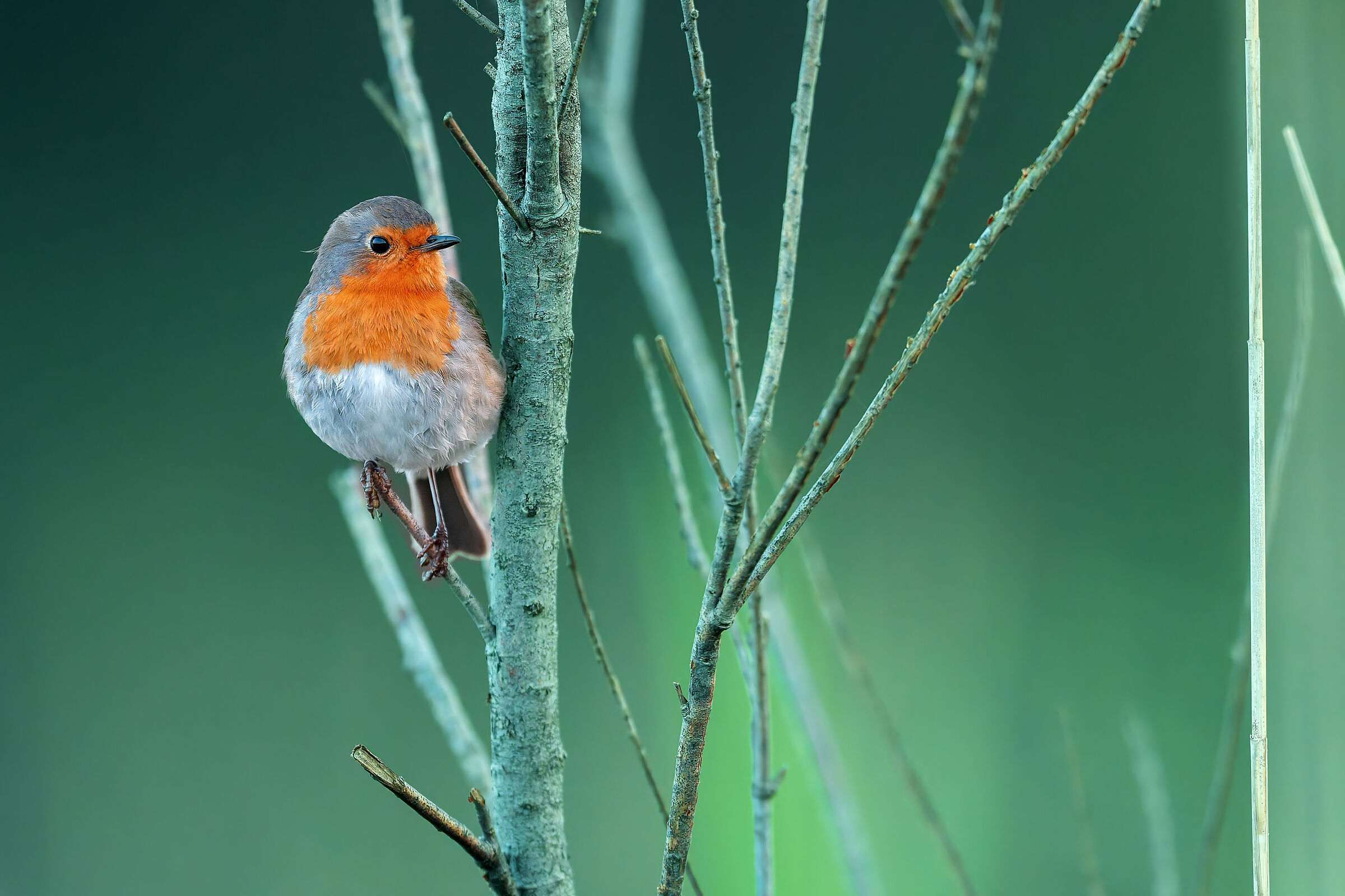 Pettirosso solitario nel verde mattino