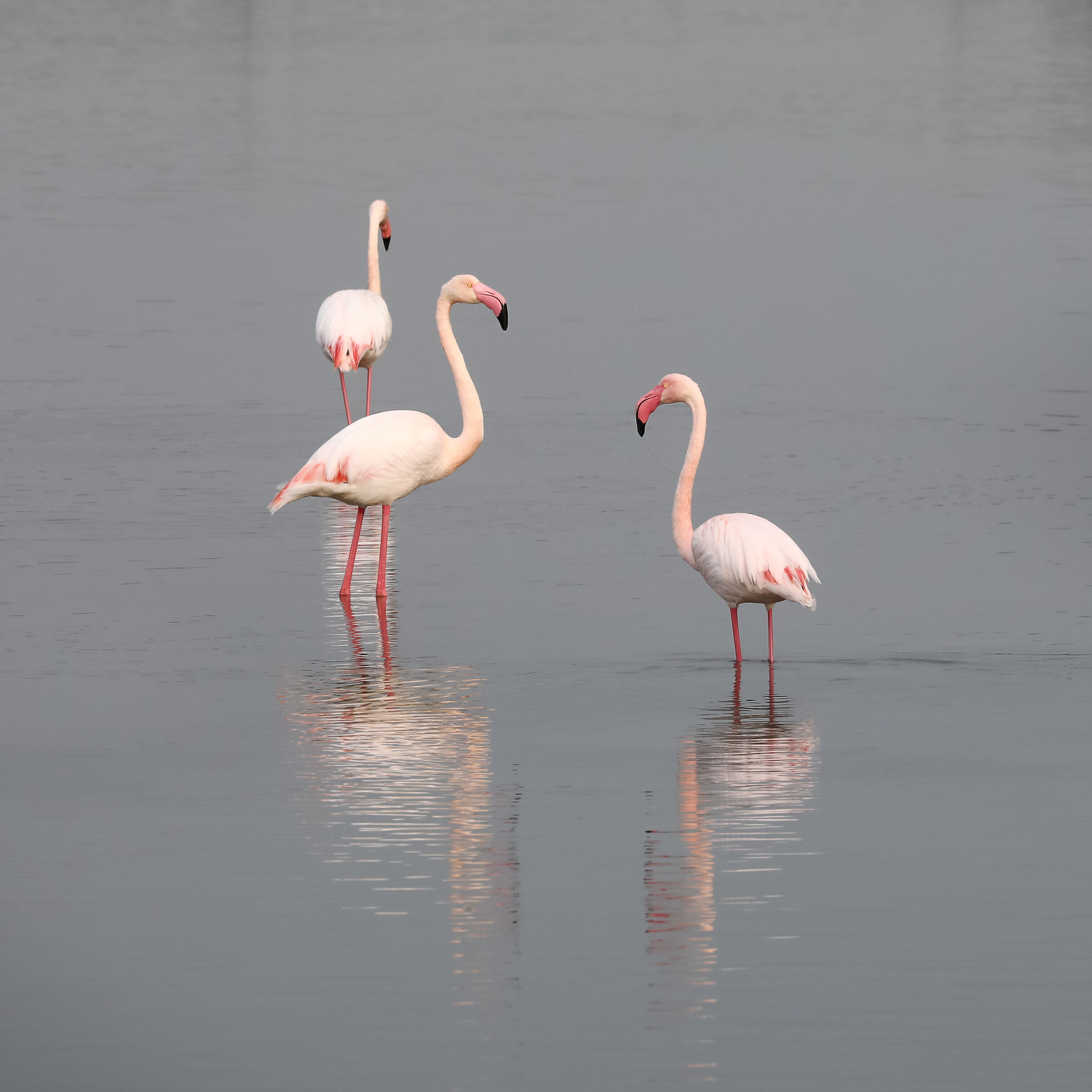 Fenicotteri rosa