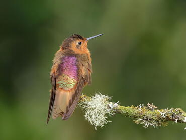 Aglaeactis cupripennis