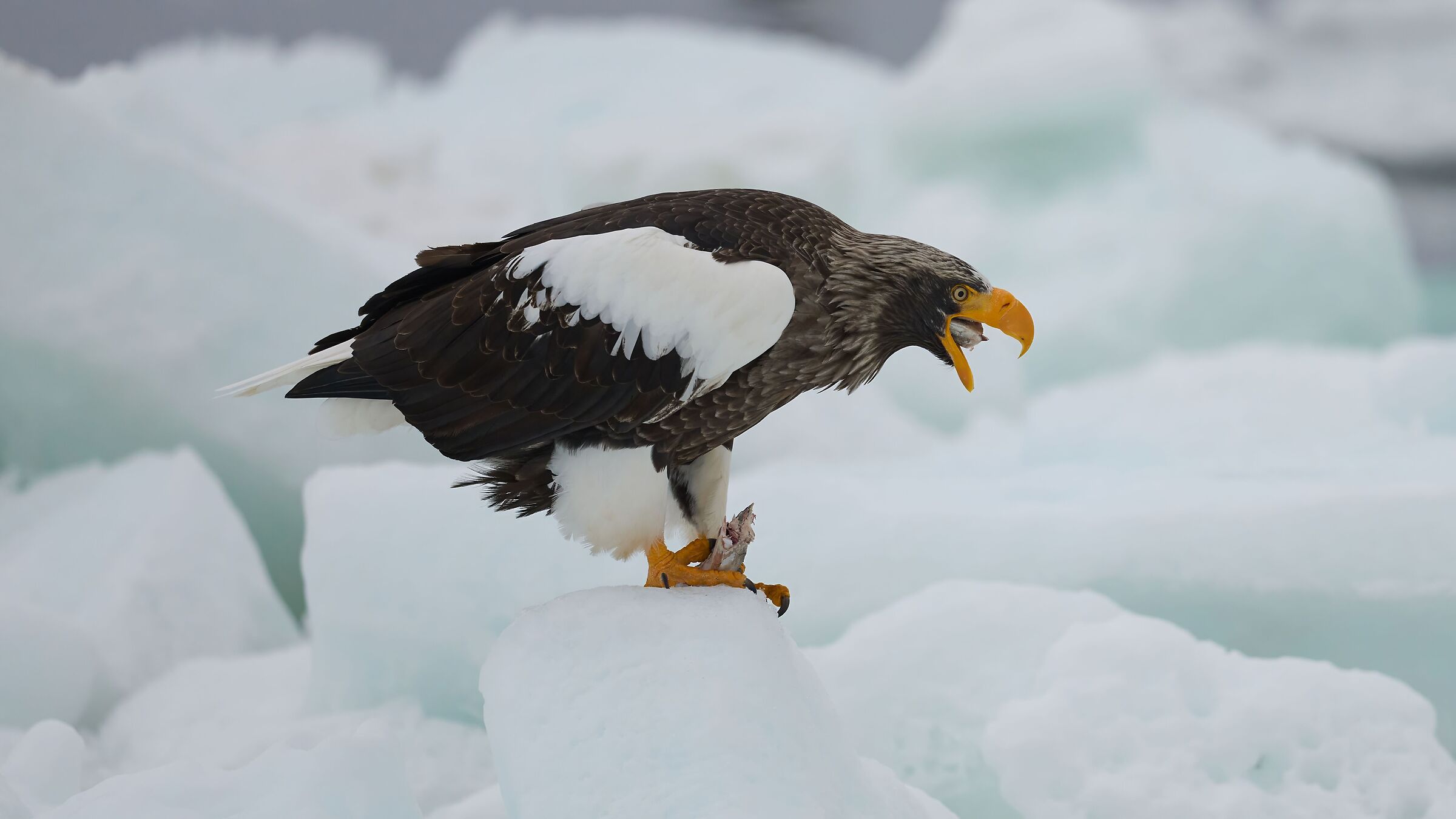 Aquila di mare di Steller (Rausu - Hokkaido)