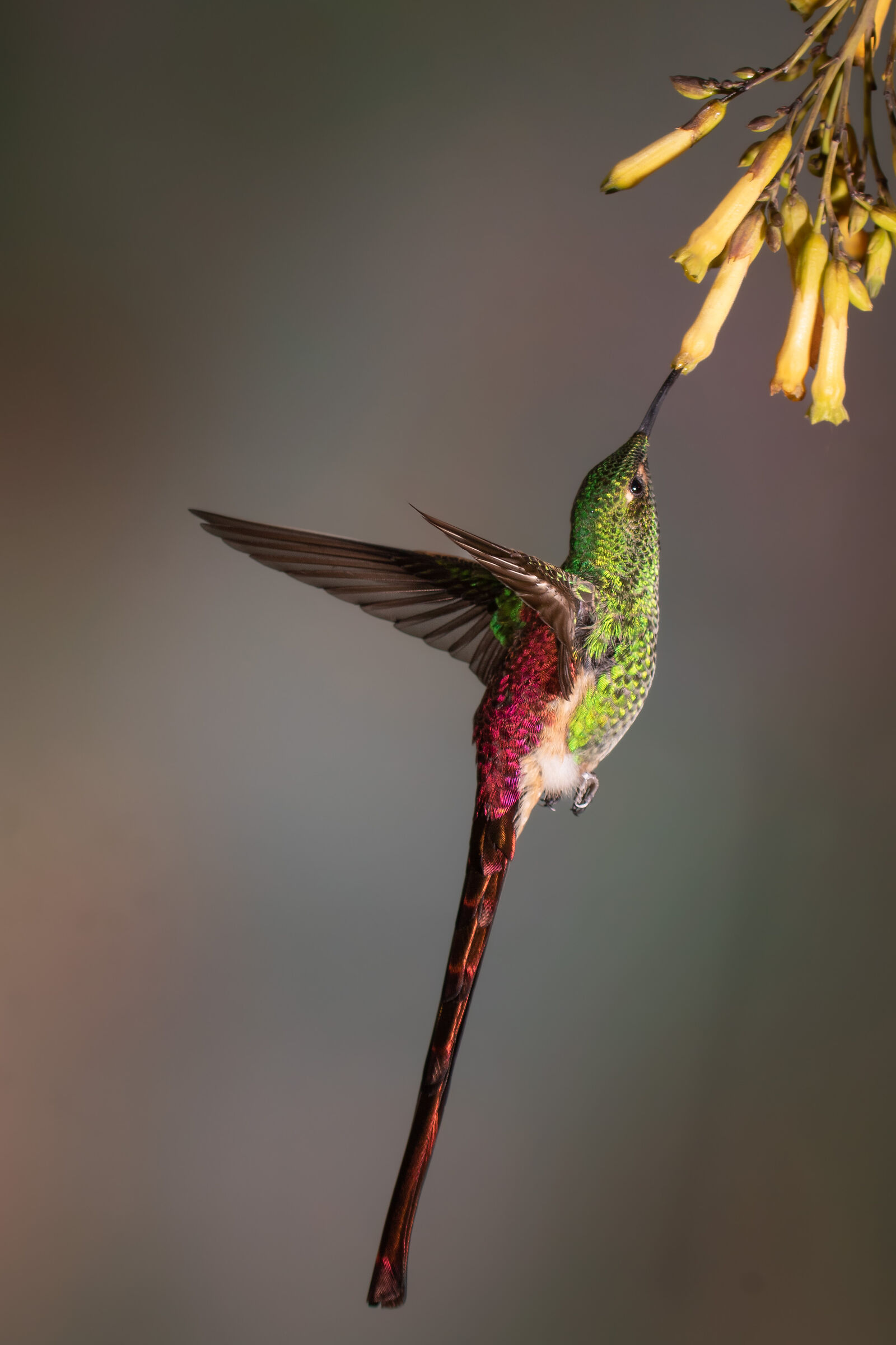 picaflor cometa ( sappho sparganurus)