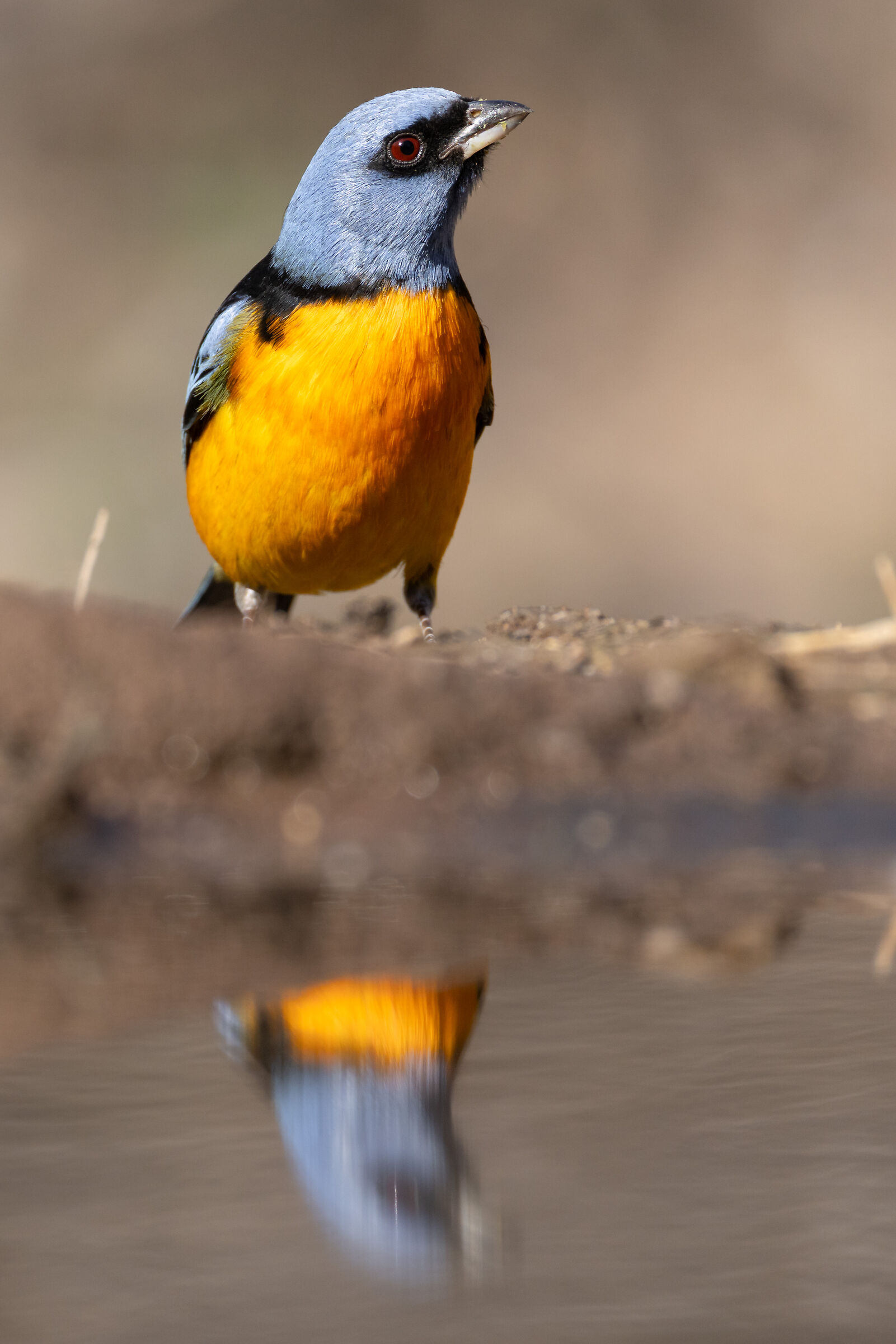naranjero ( rauenia bonariensis )
