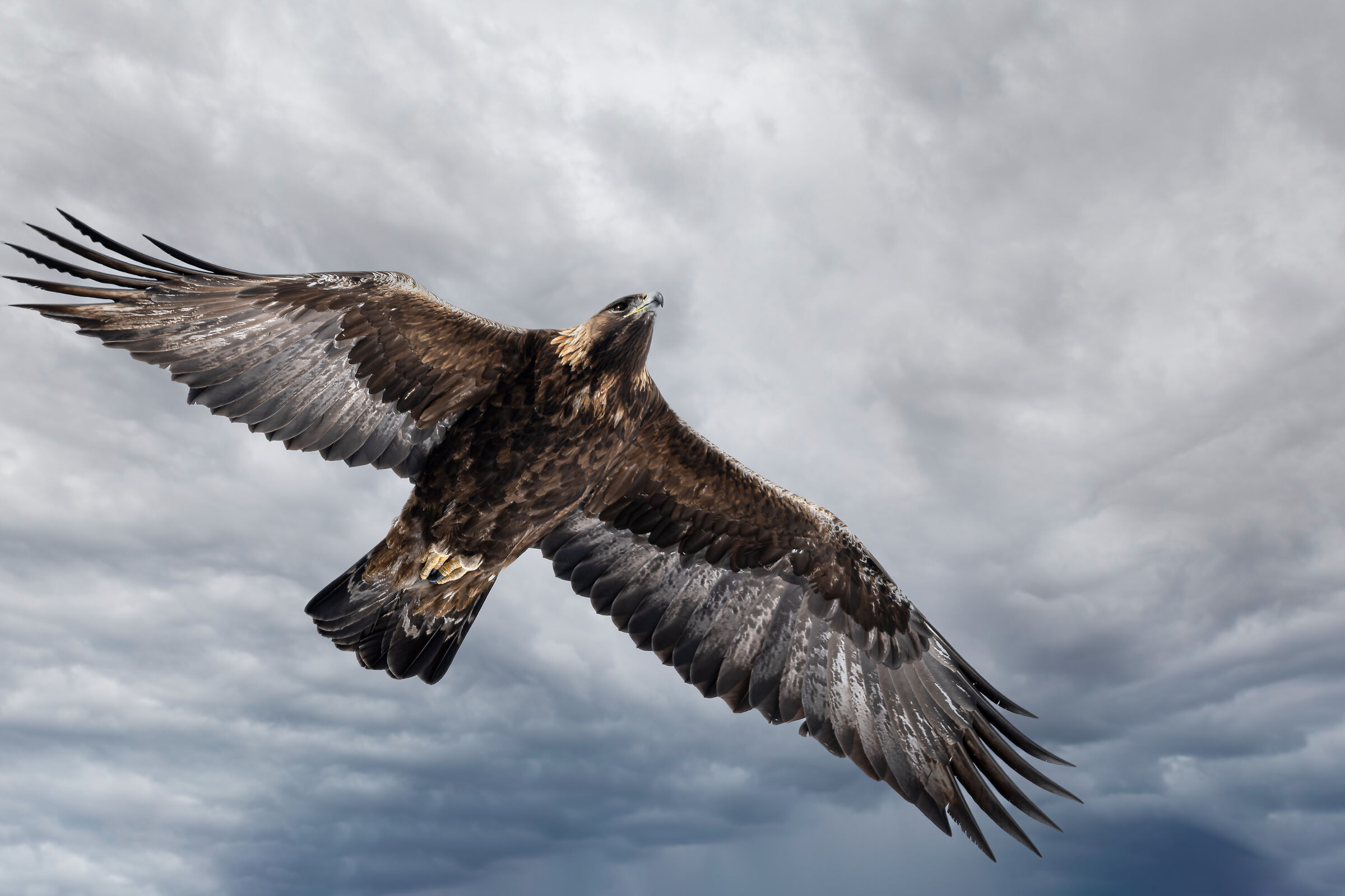 Aquila Reale - Parco Nazionale Gran Paradiso