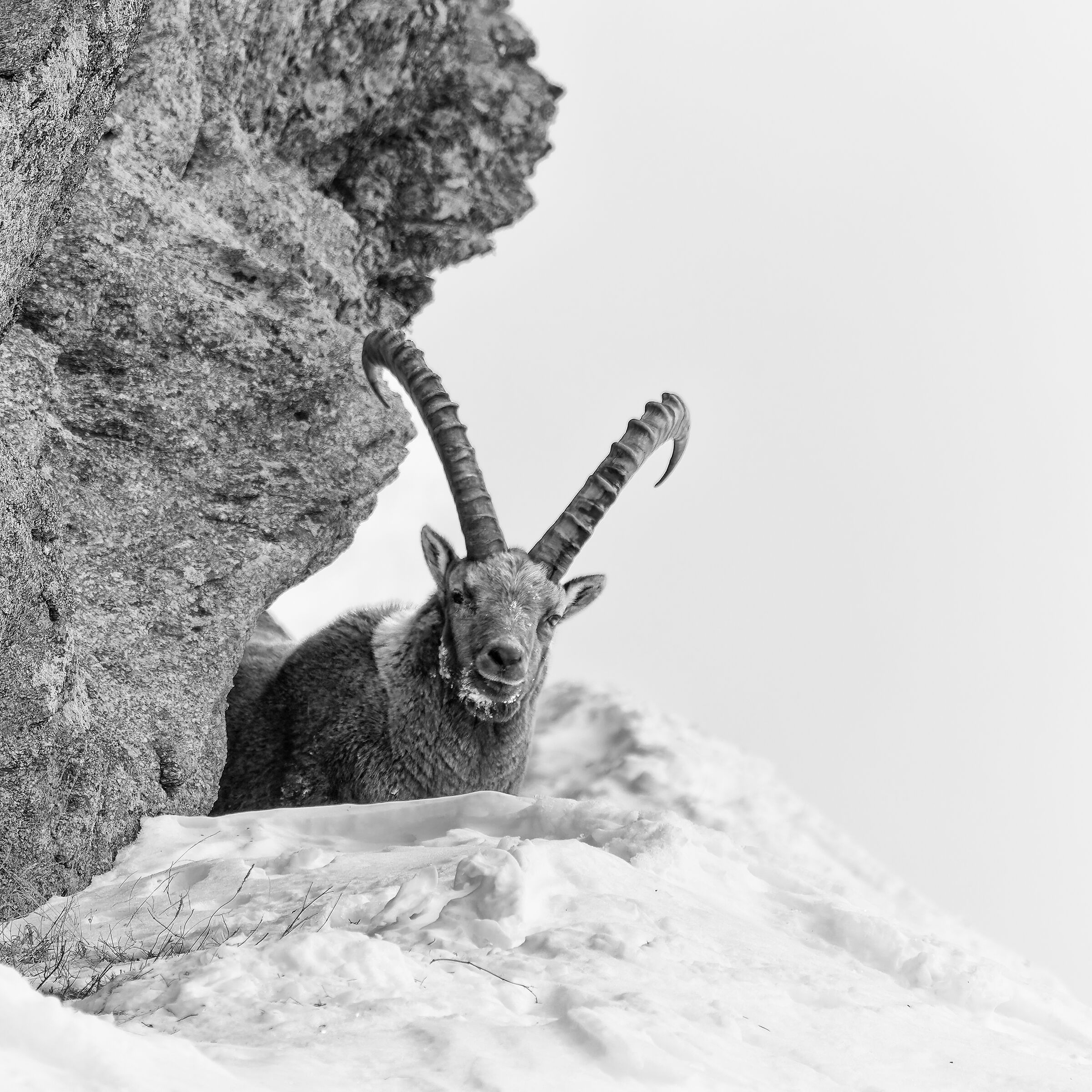 Stambecco - Parco Nazionale del Gran Paradiso -Piemonte