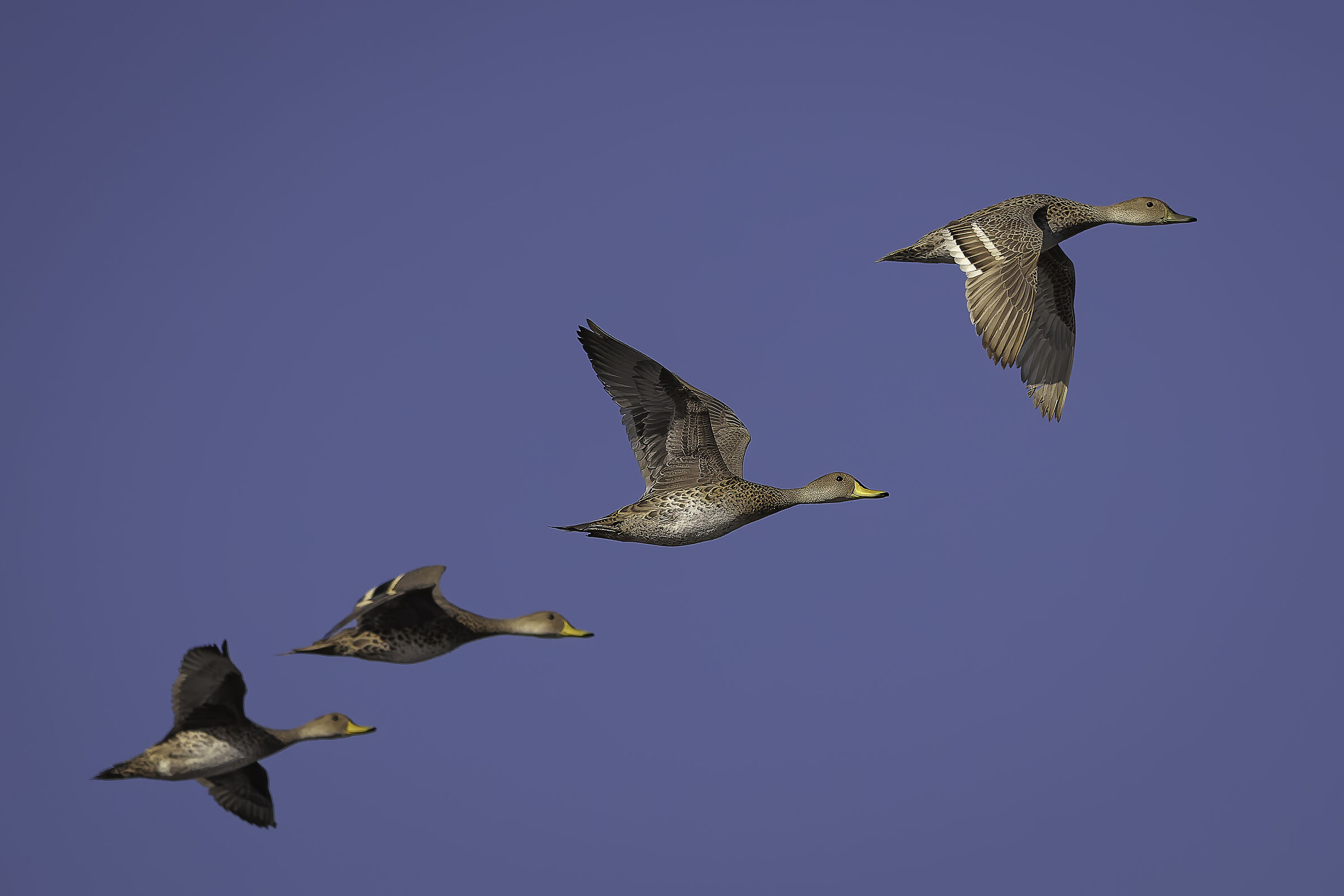 Yellow-billed pintail duck