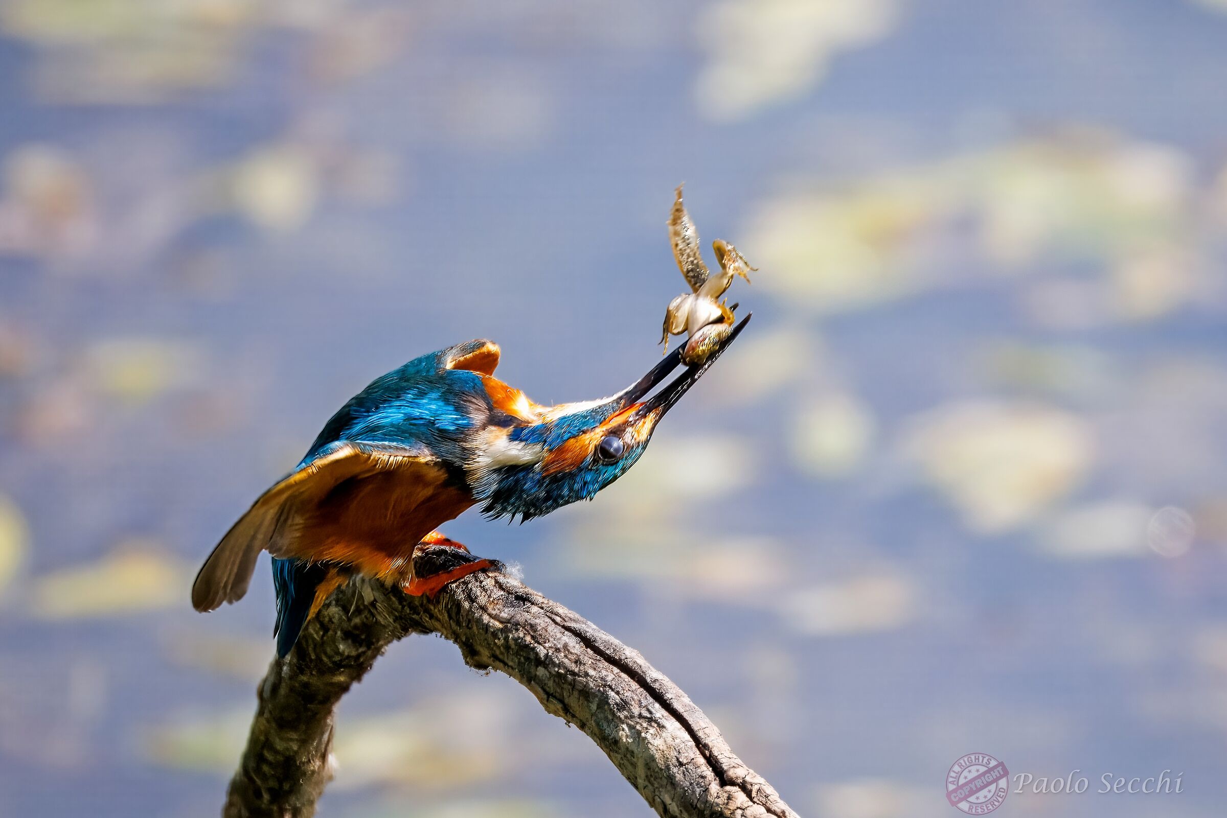 Stunt feeding