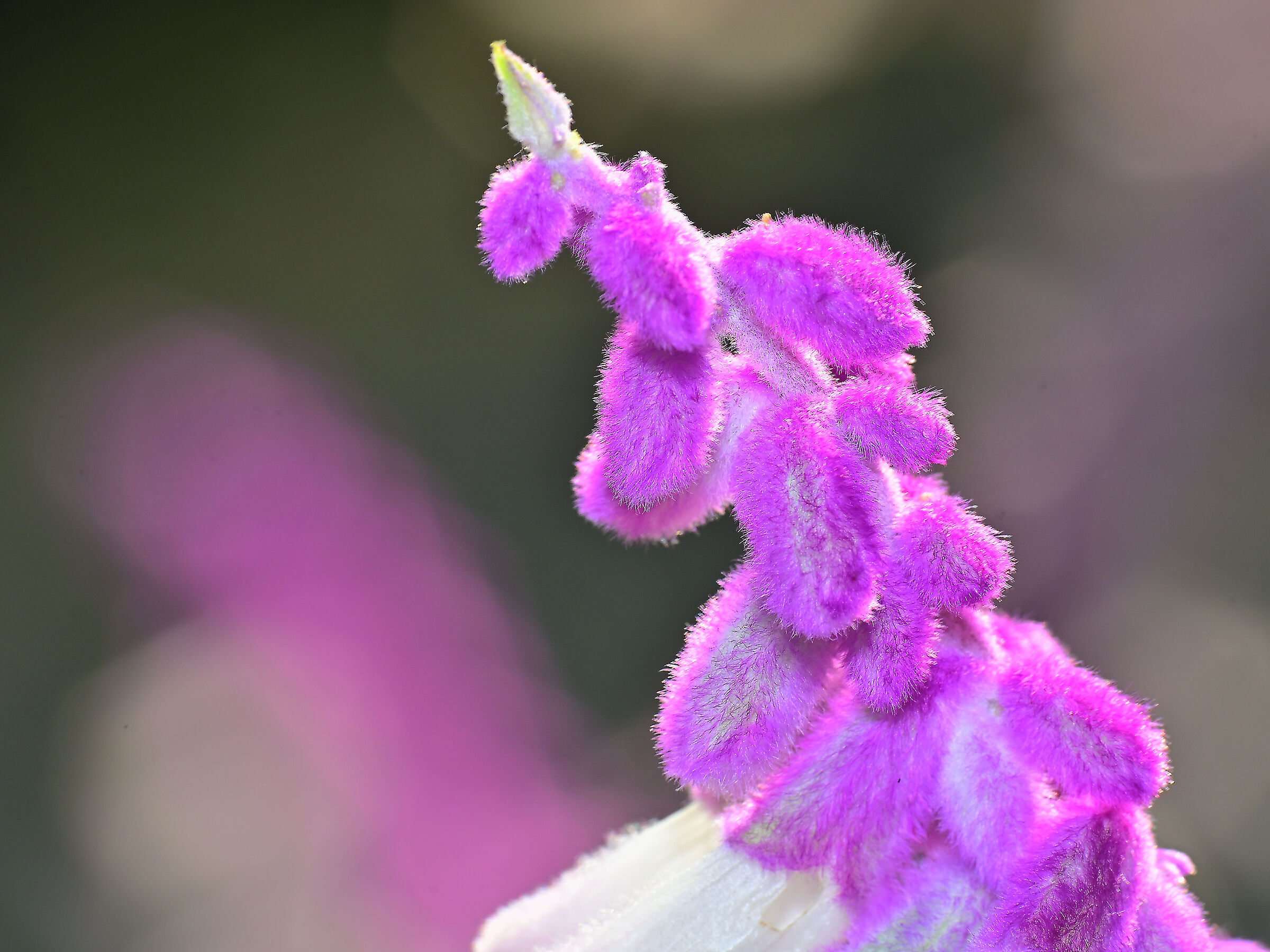 Salvia leucantha