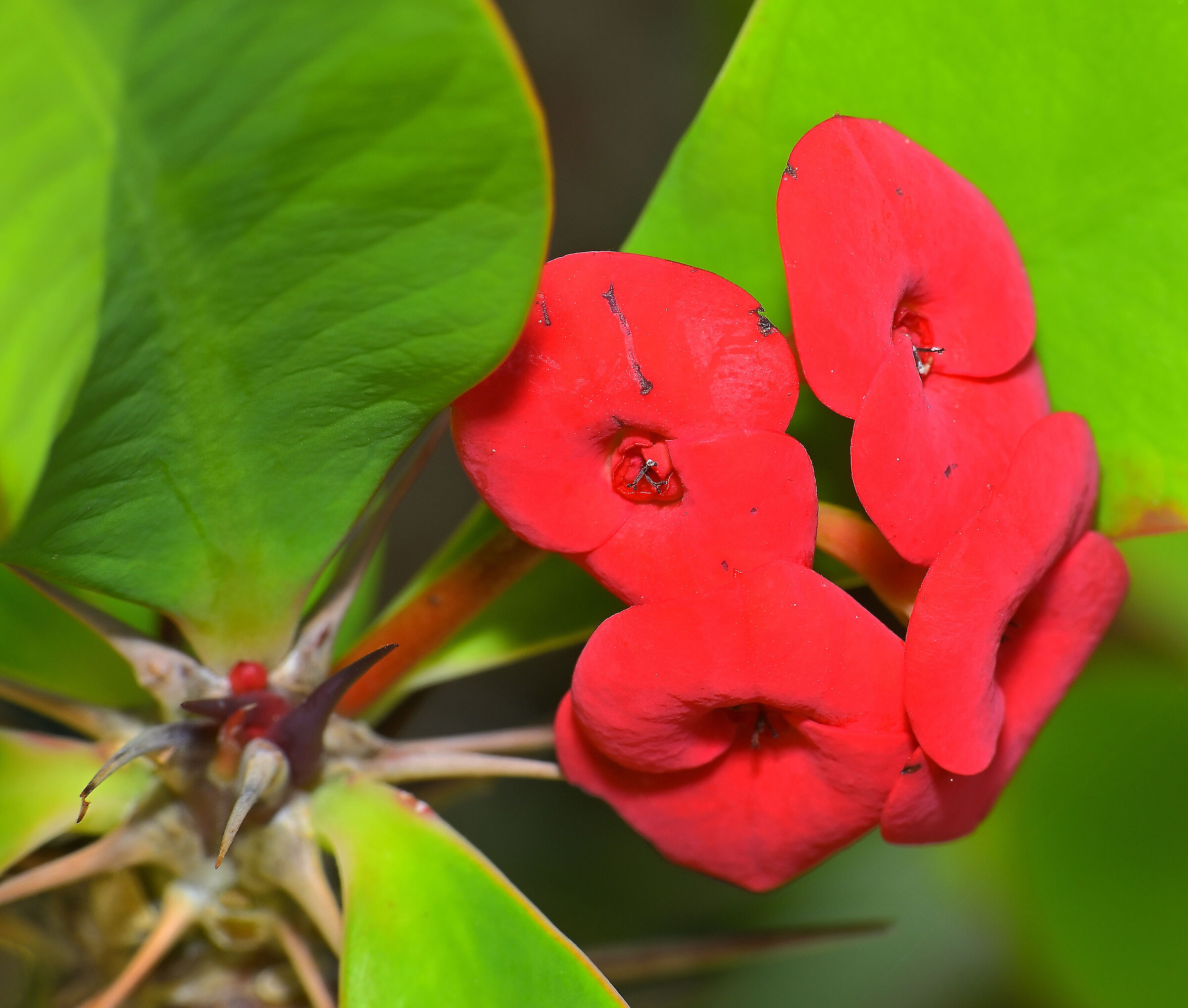 Euphorbia milii