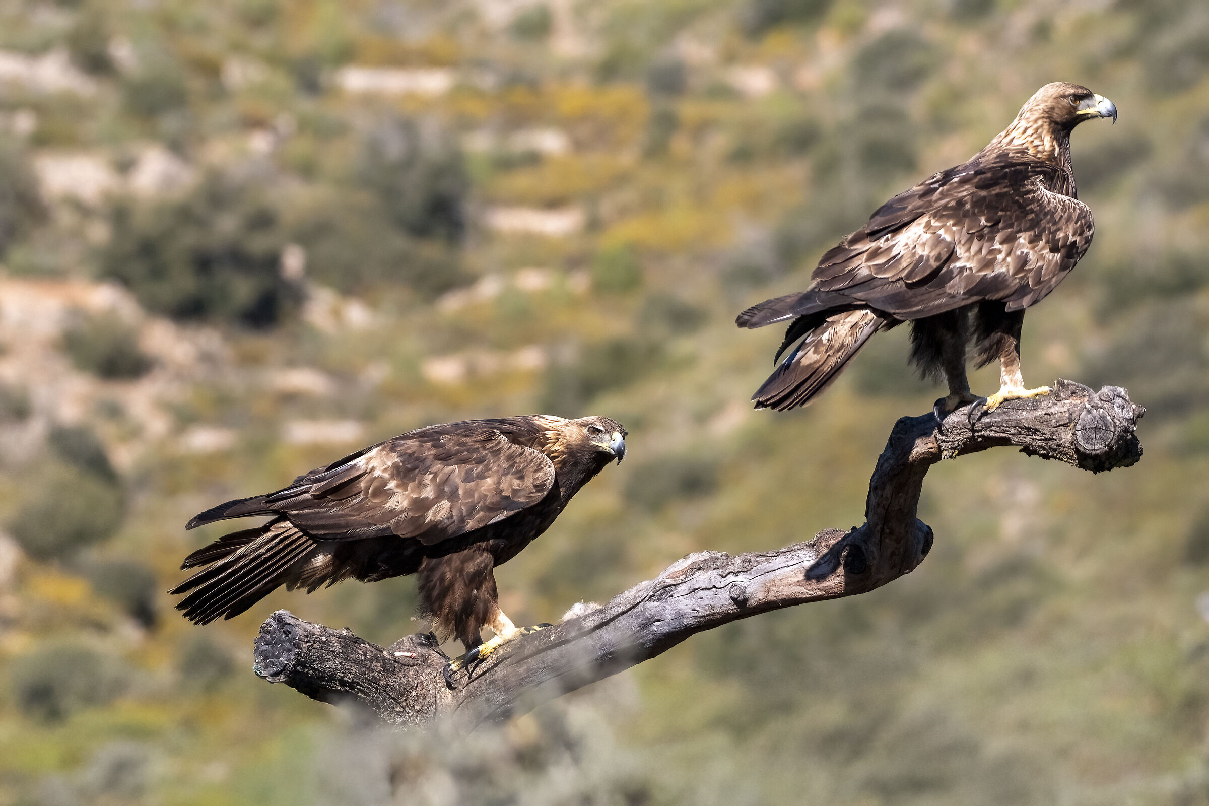 Golden Eagle (La coppia Reale)
