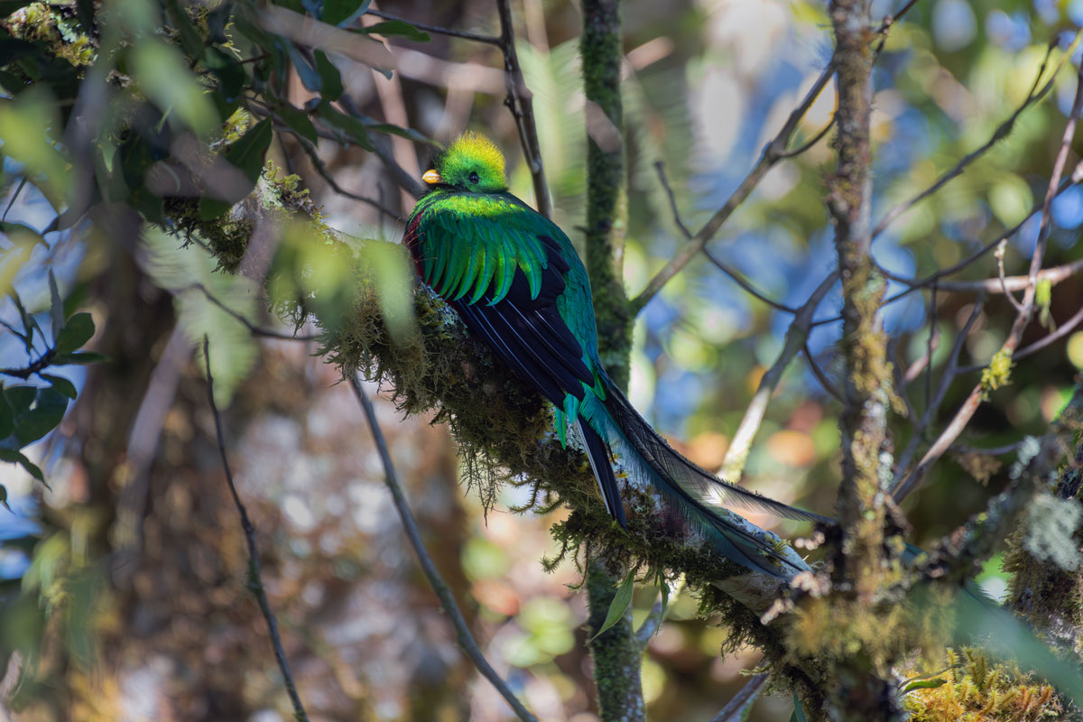 Quetzal
