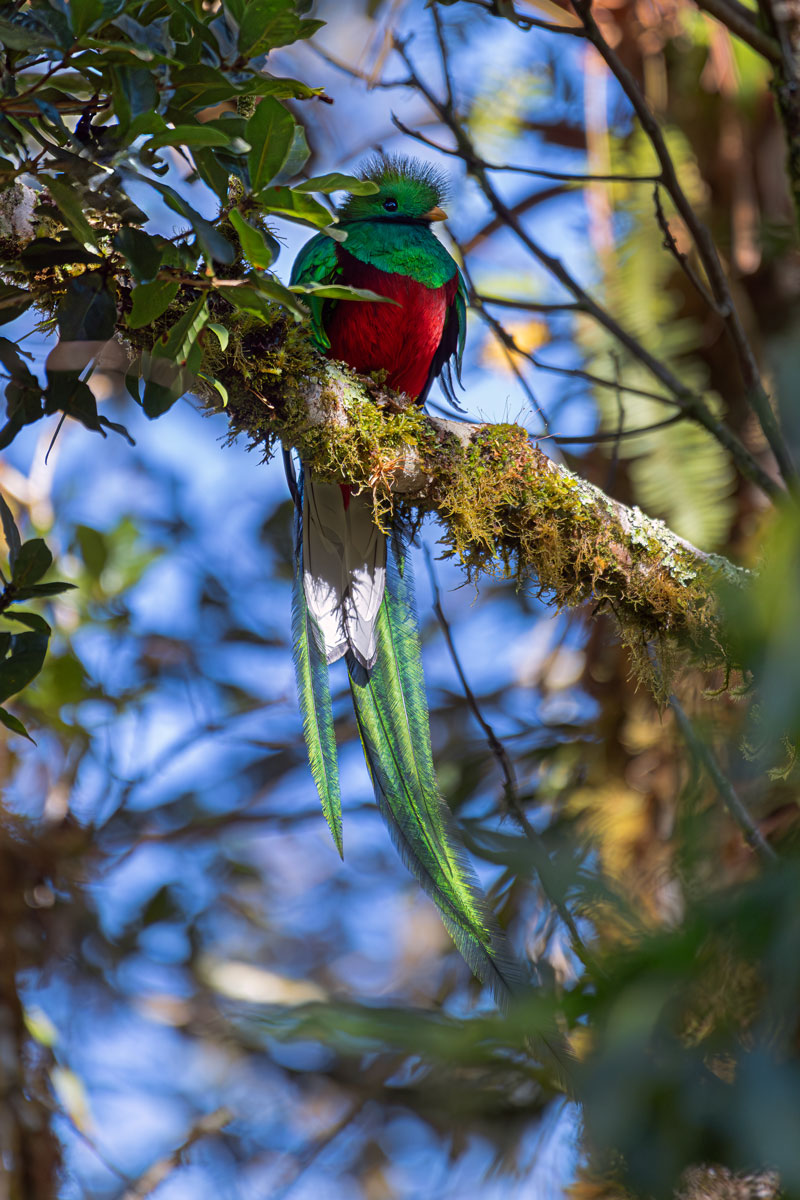 Quetzal