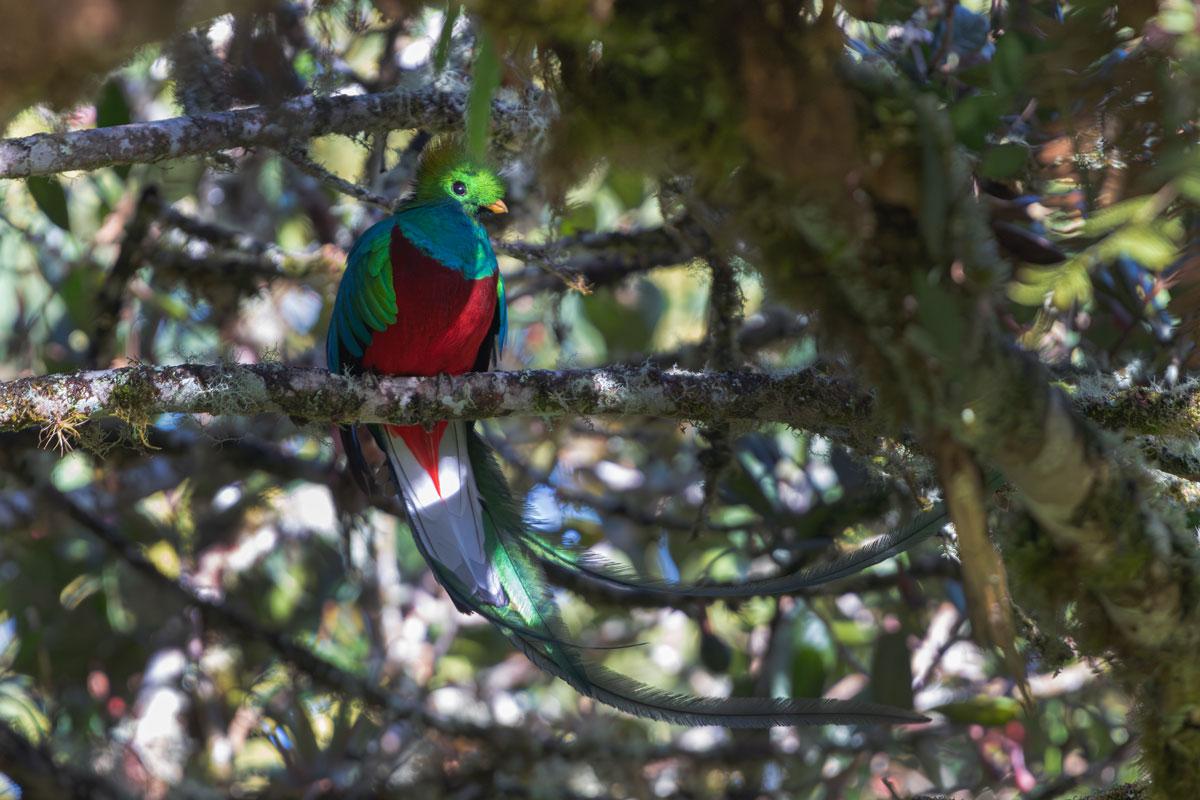 Quetzal