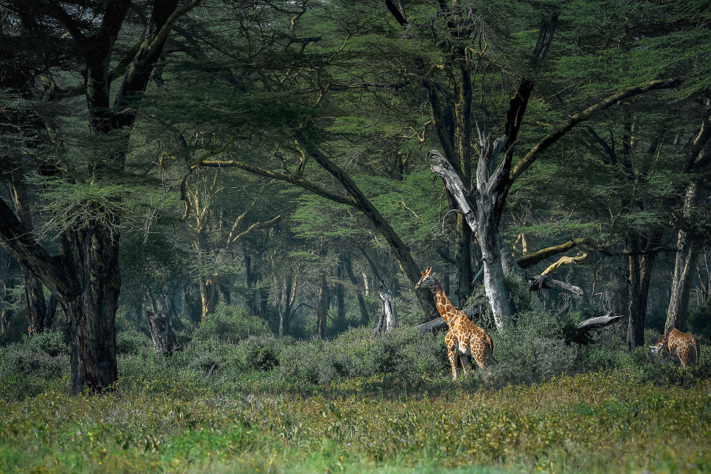 in the yellow acacia forest