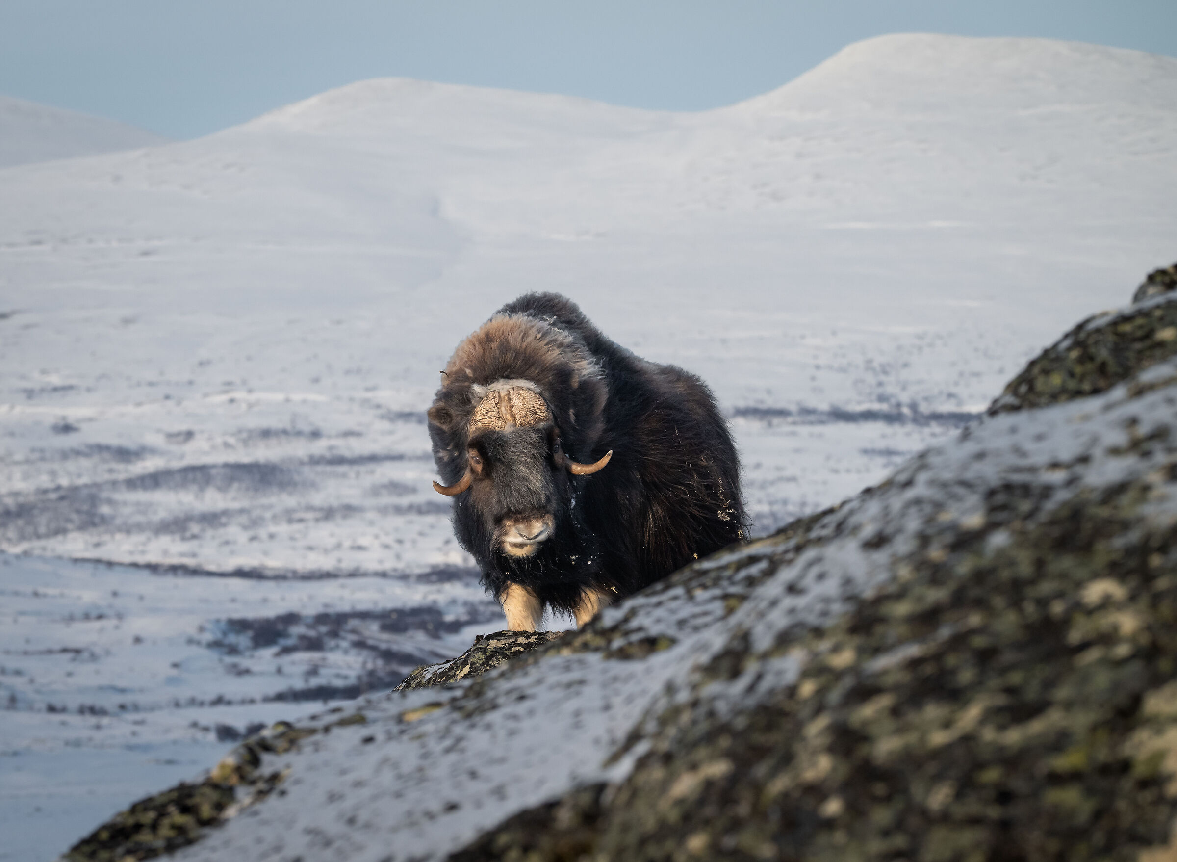 Musk Ox