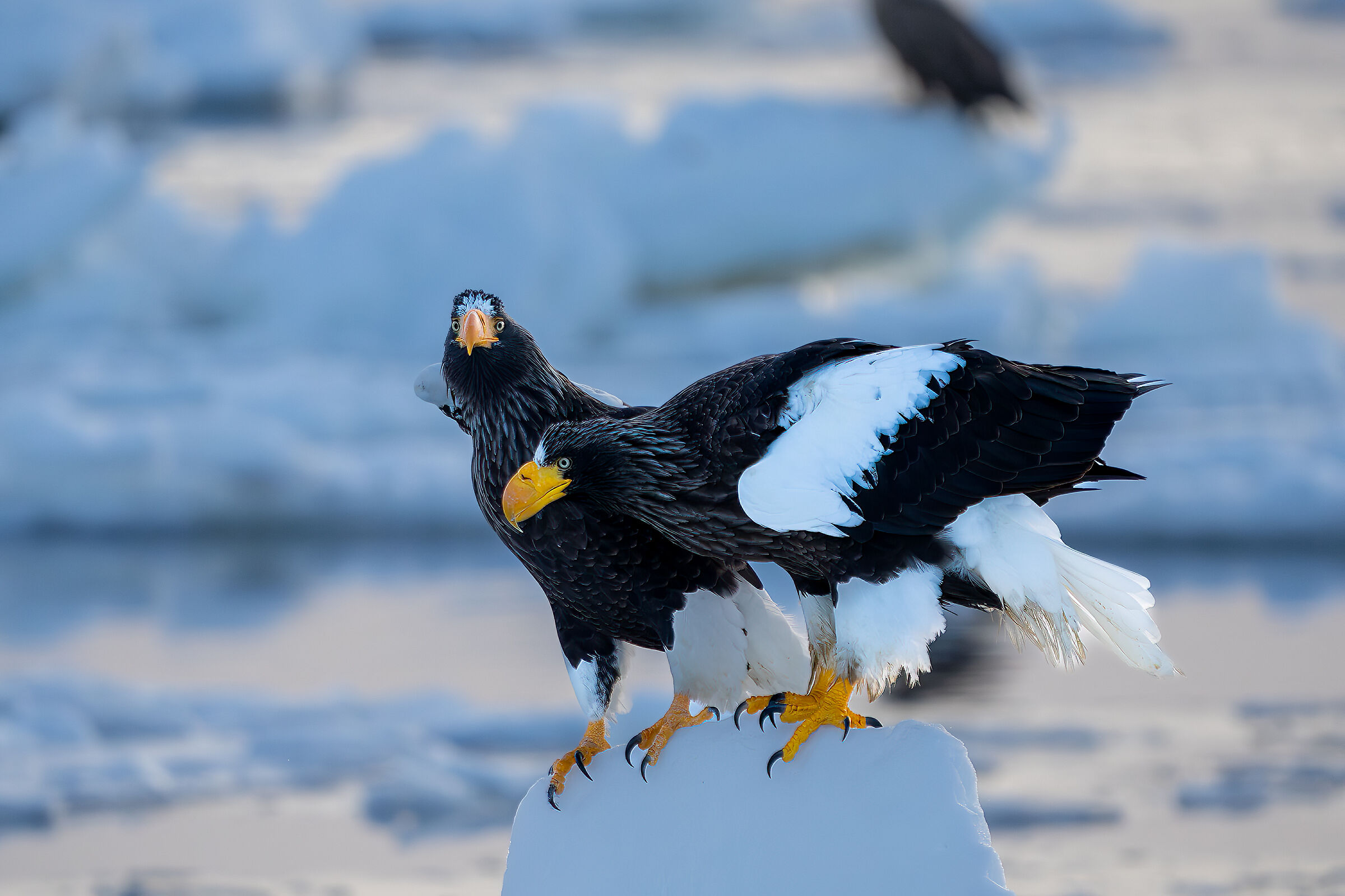 Eagles of Steller
