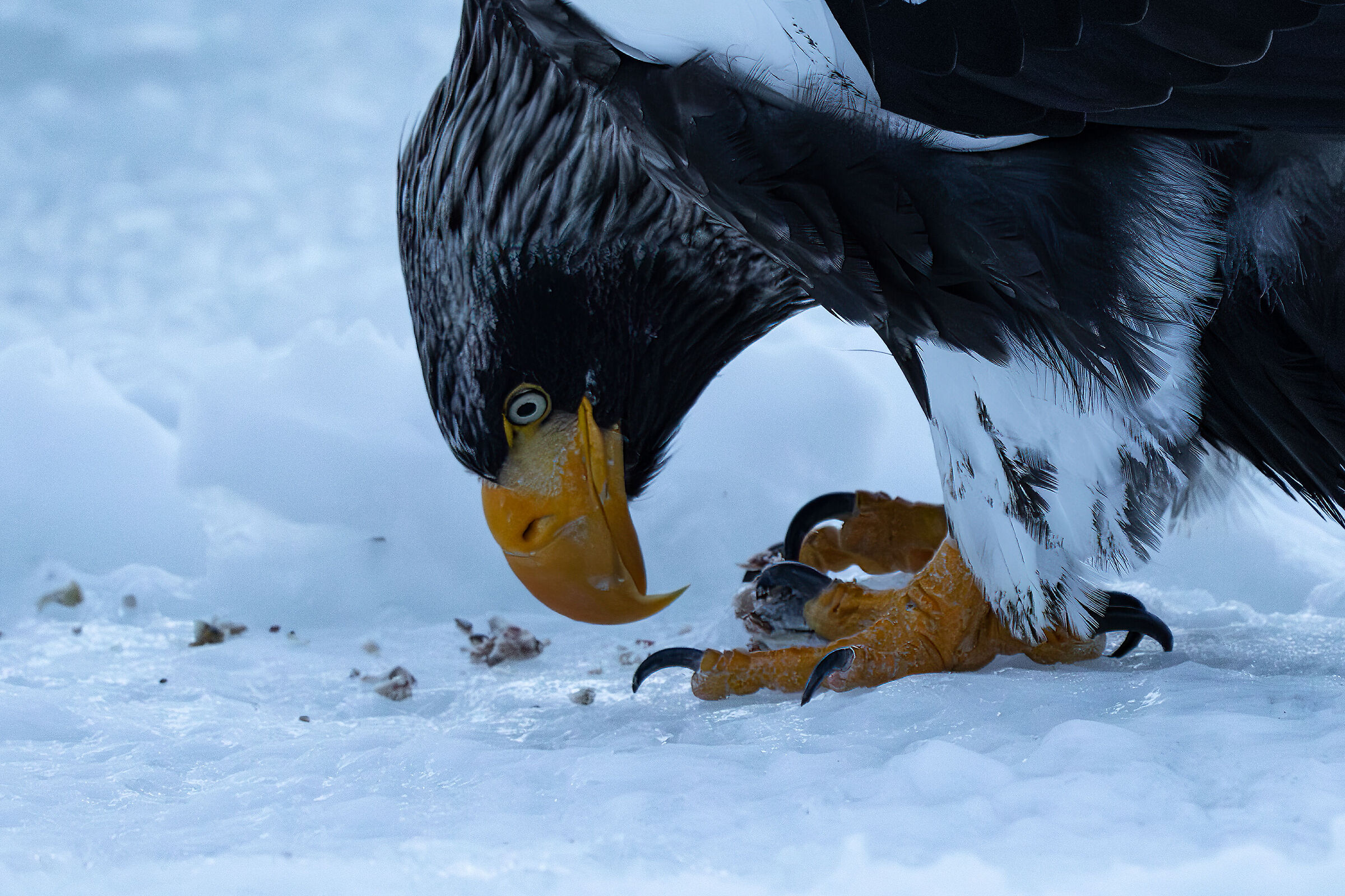 Steller Eagle