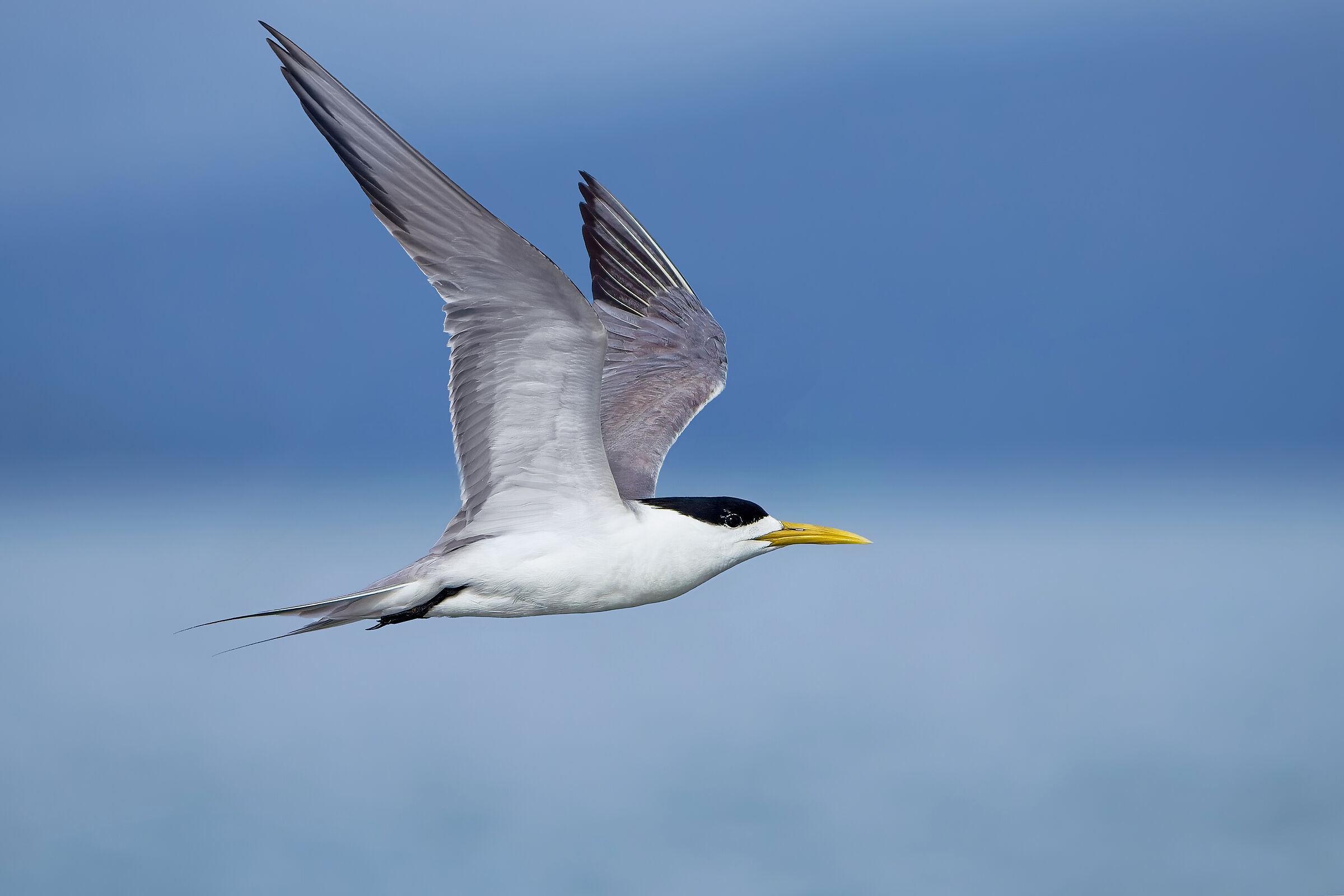 Crested Tern