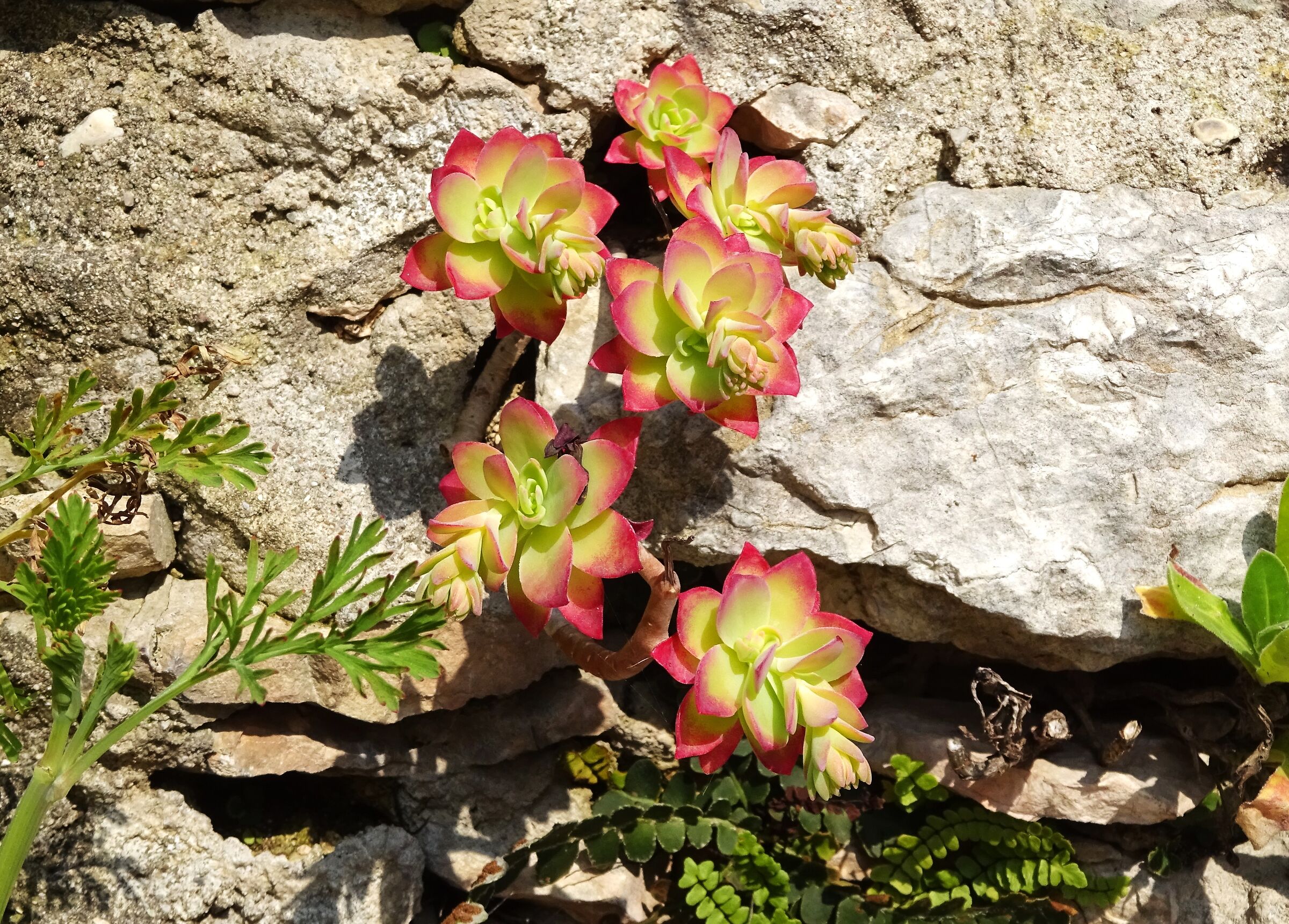 Among the stones
