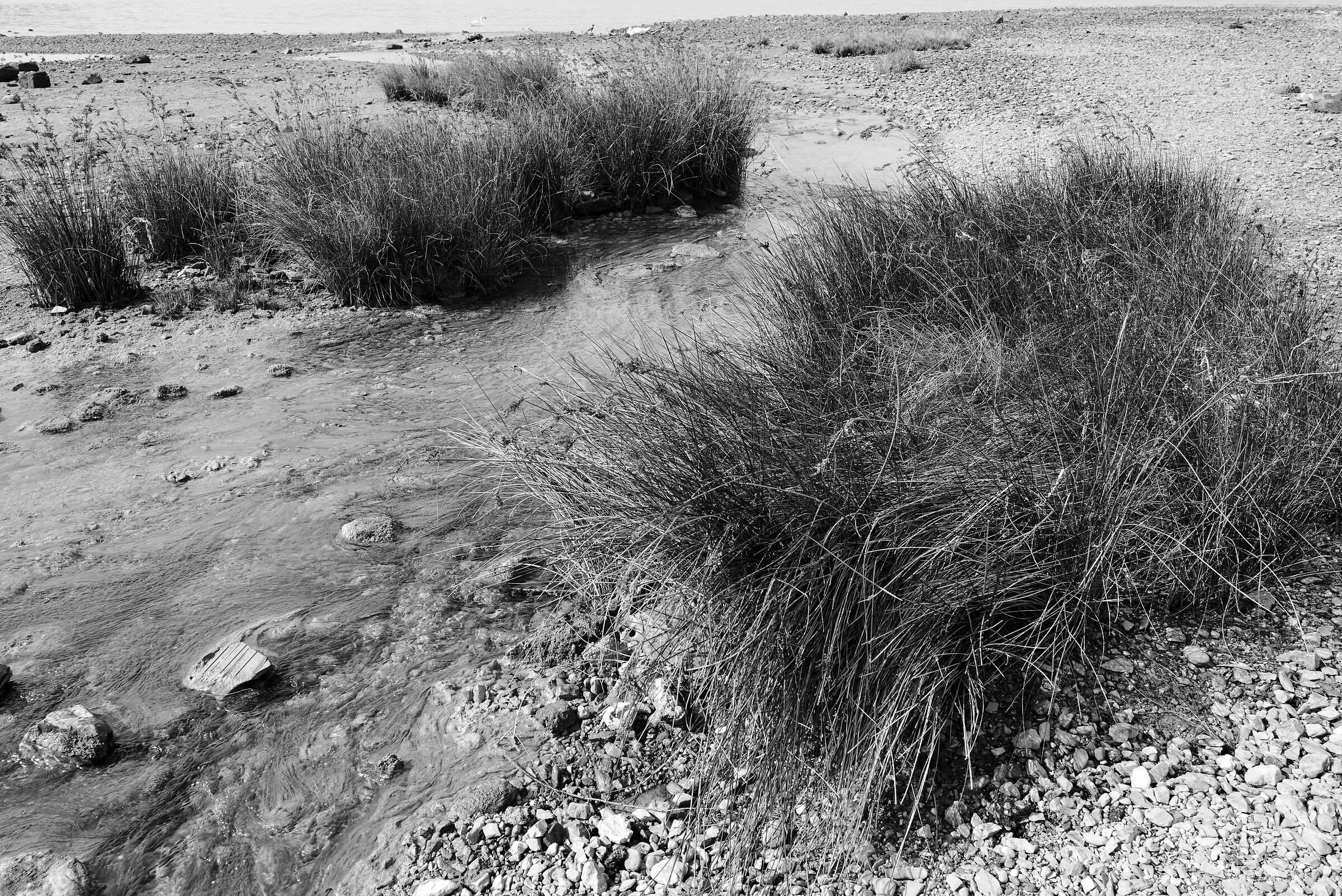 Low tide