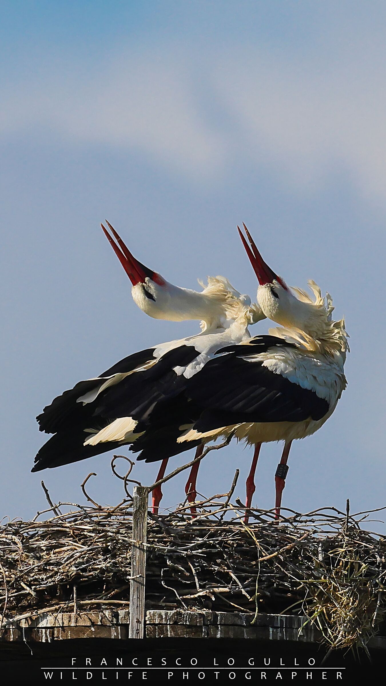 Ciconia ciconia
