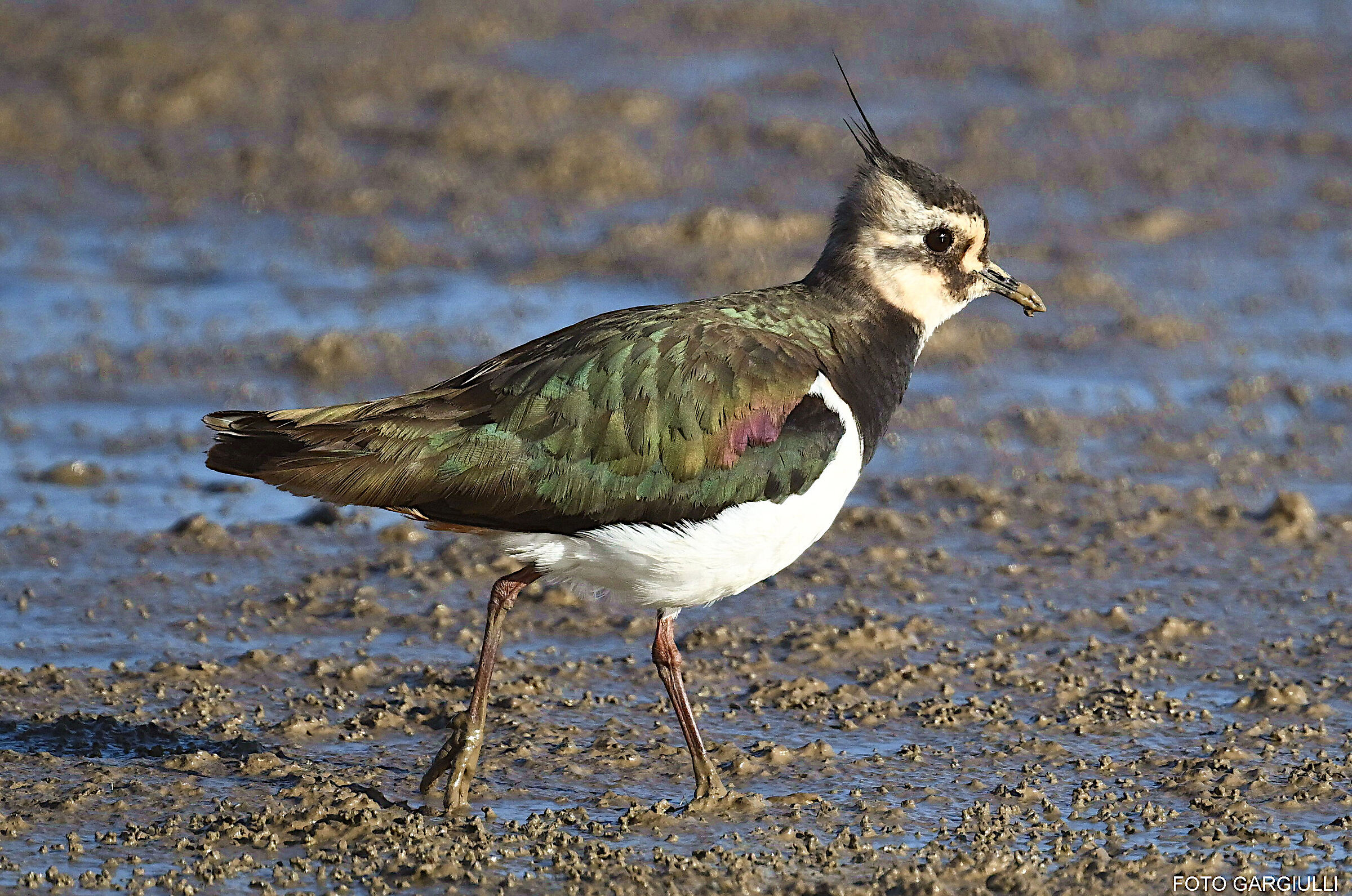 Lapwing