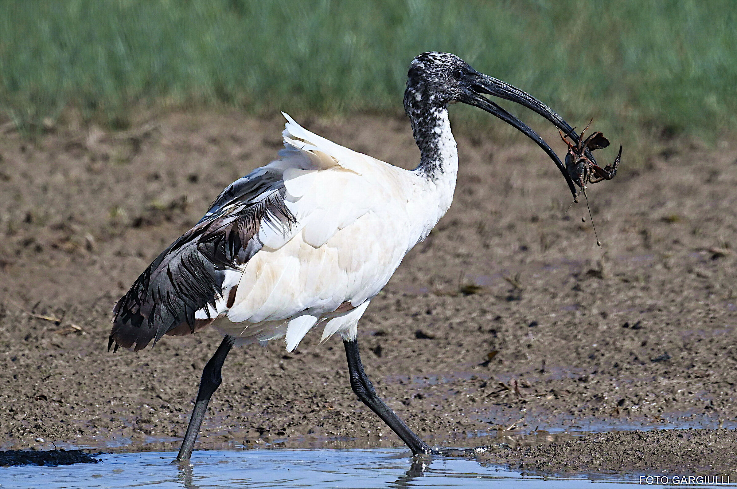 Ibis sacro con preda