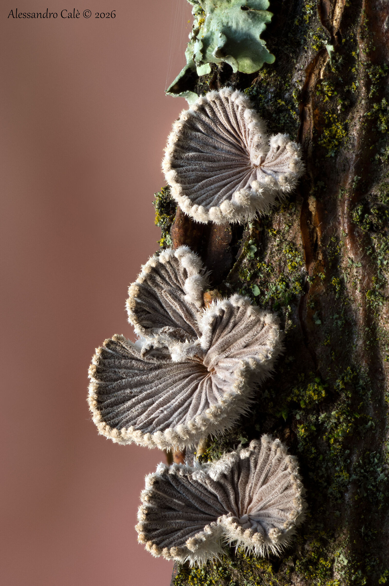 Common schizophyllum FS 5808_42