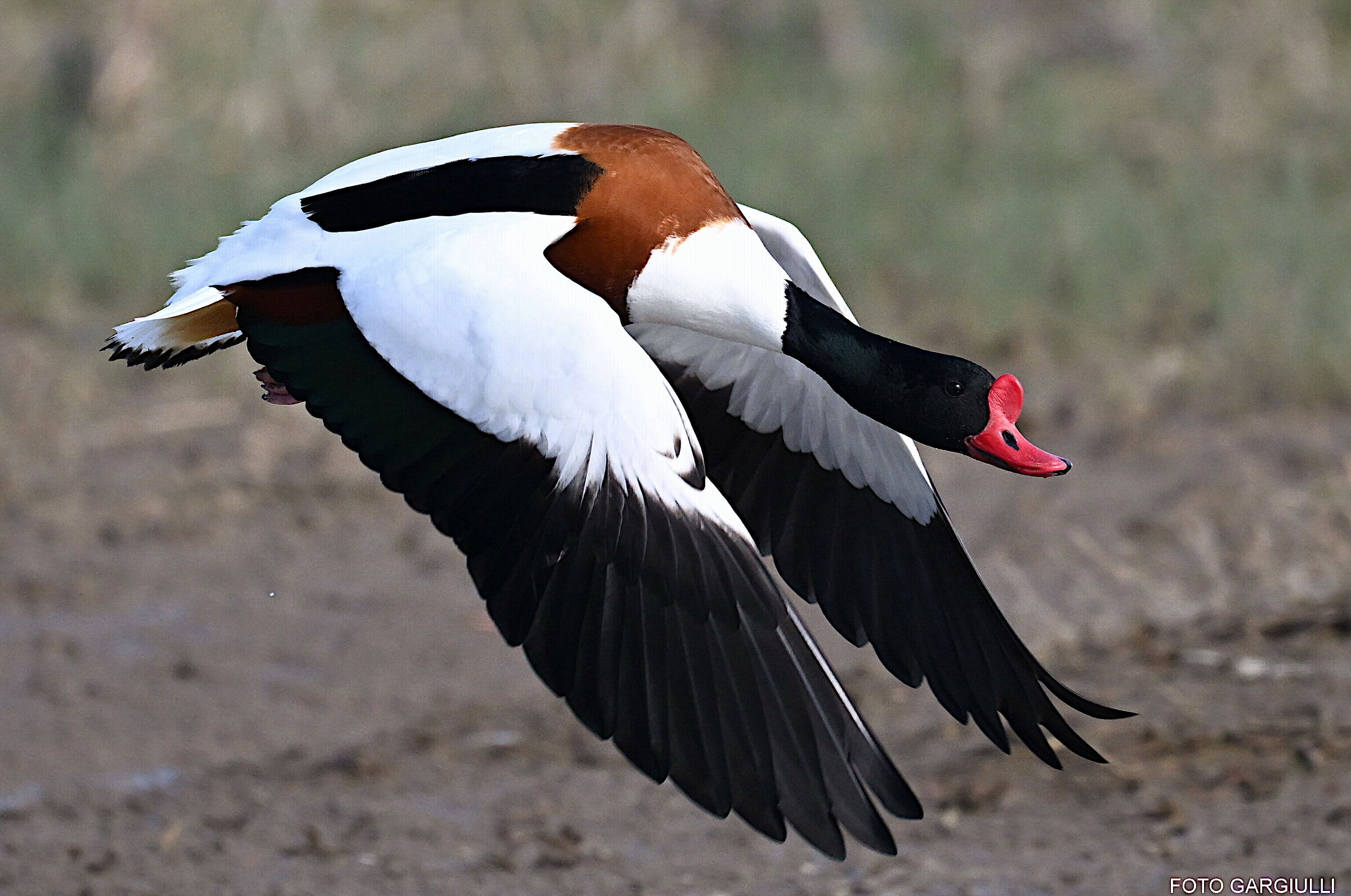 Male shelduck
