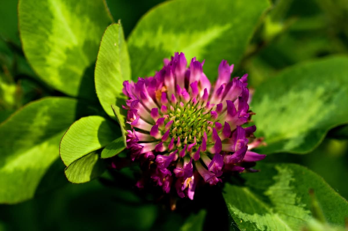 Clover flower