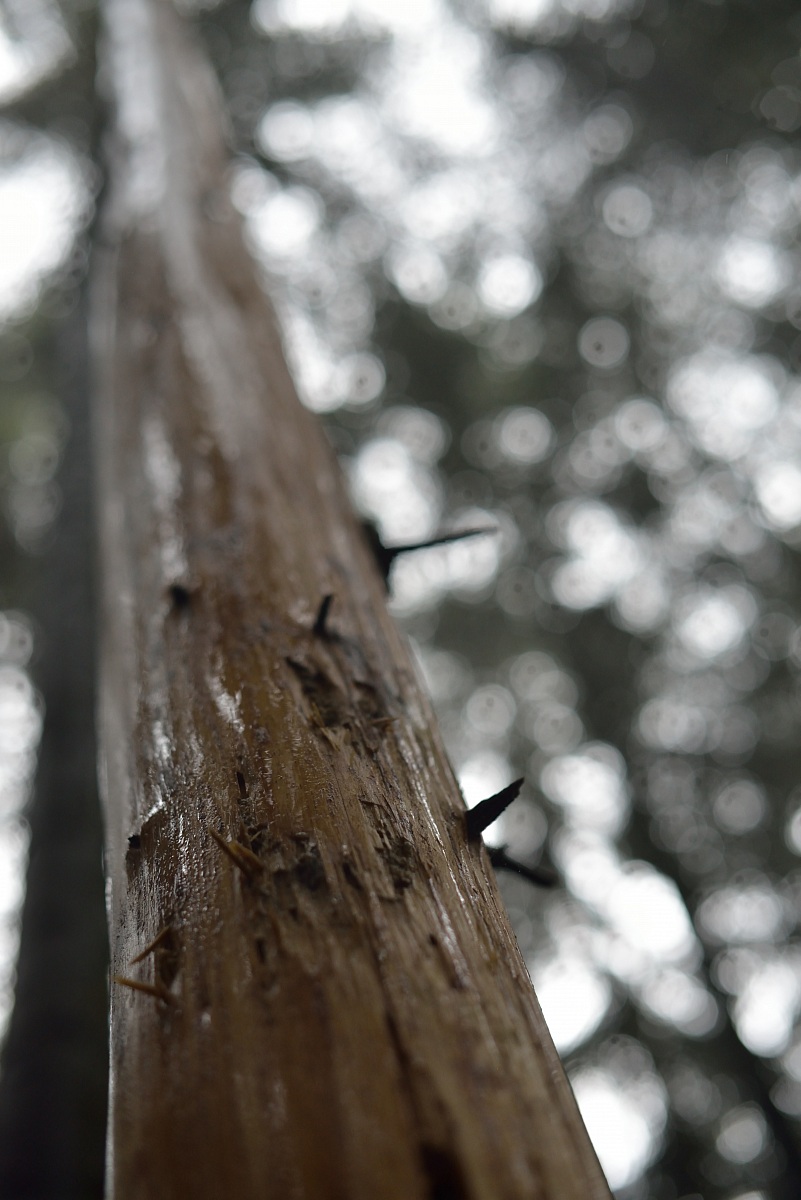 particolare in pineta