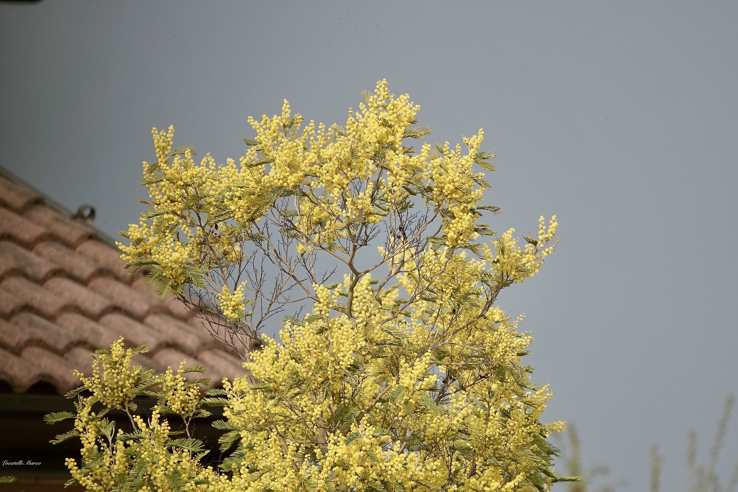 Mimosa