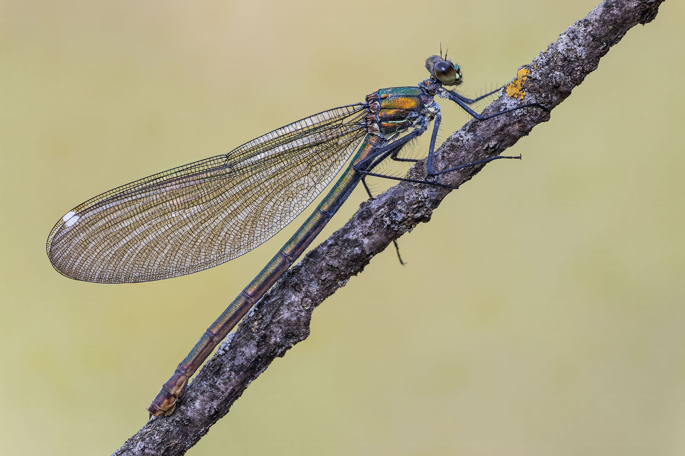 Calopteryx splendens