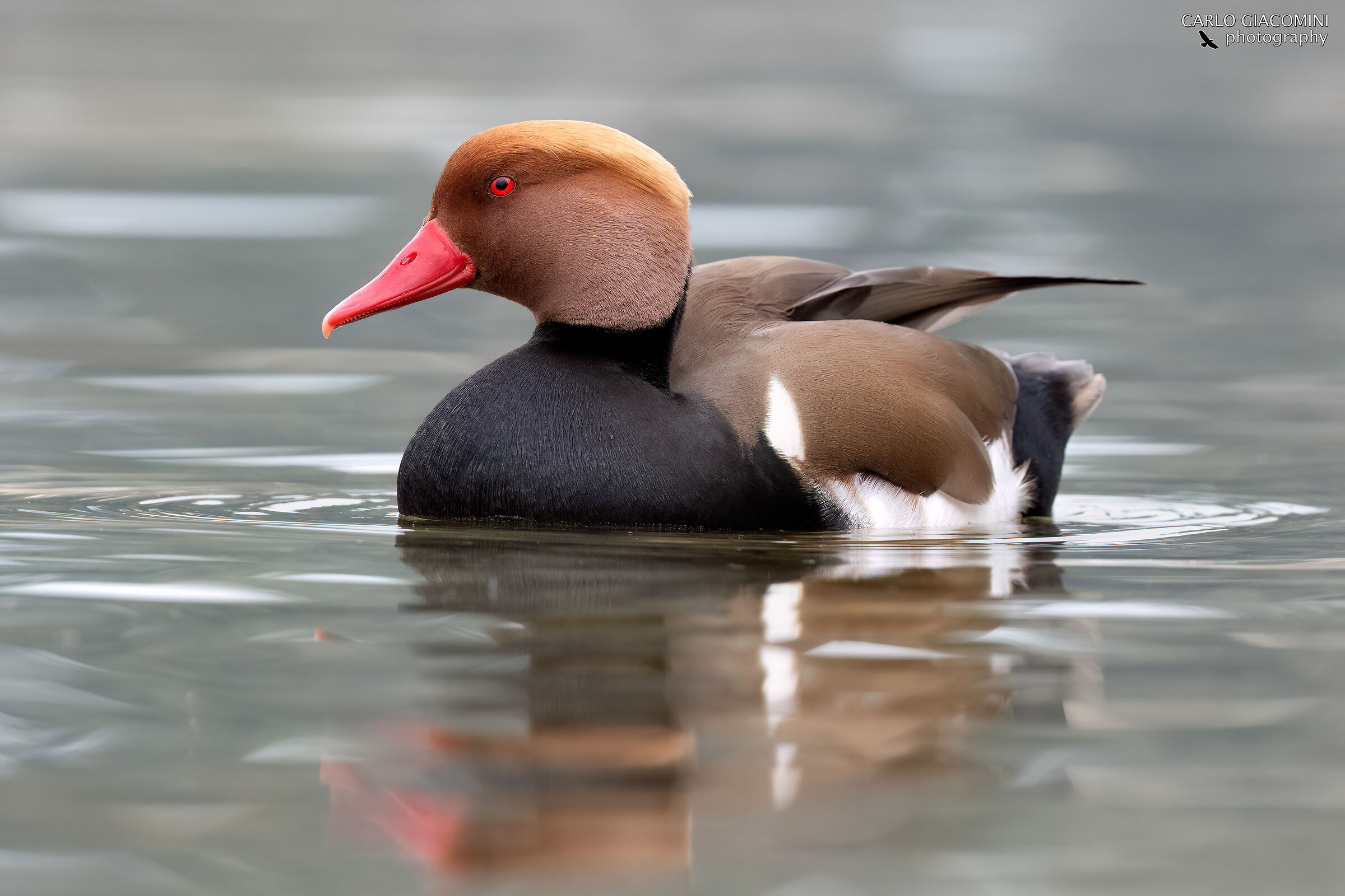 Pochard