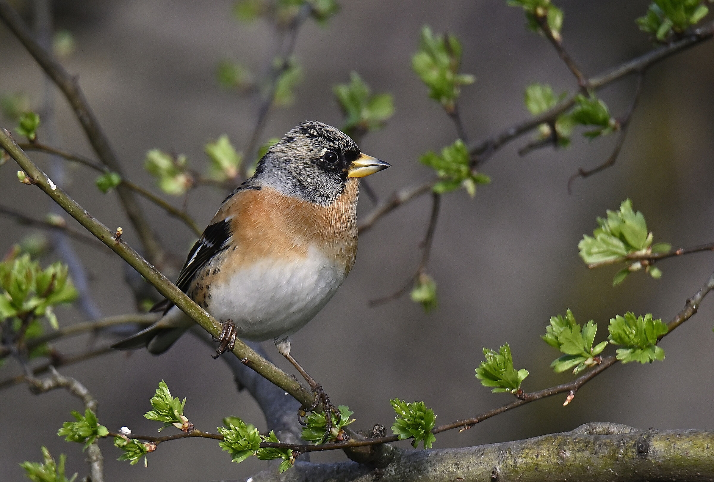 Peppola male