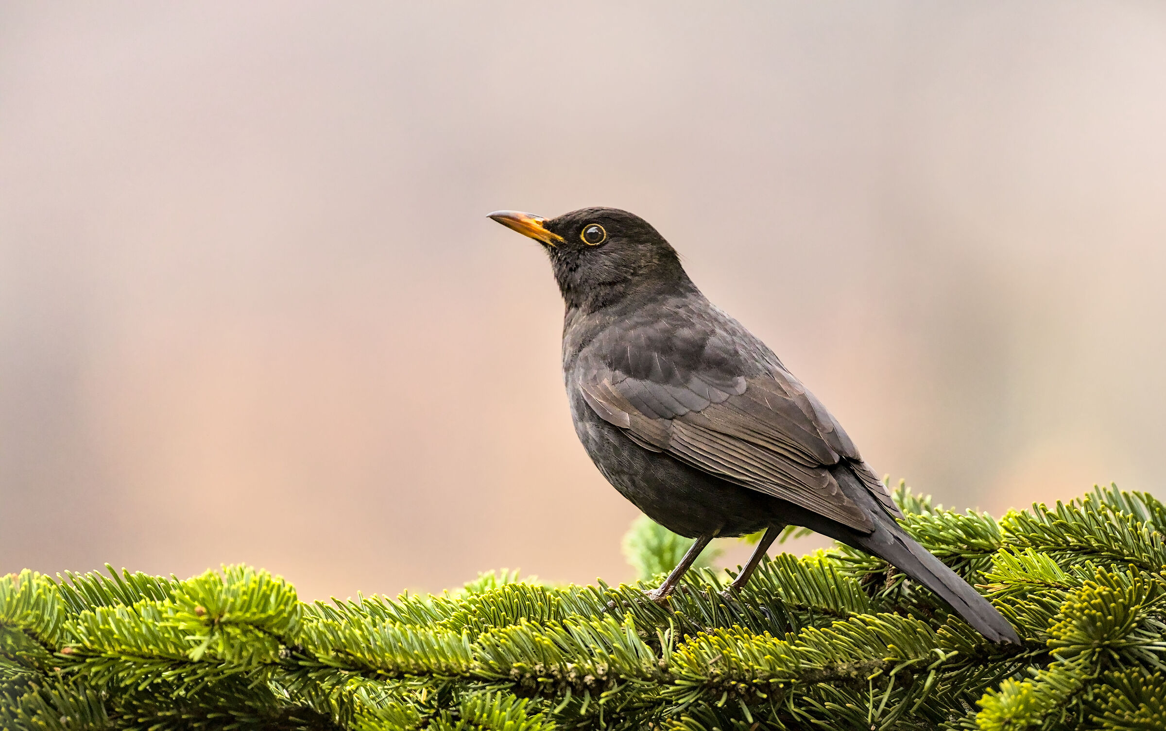 Blackbird