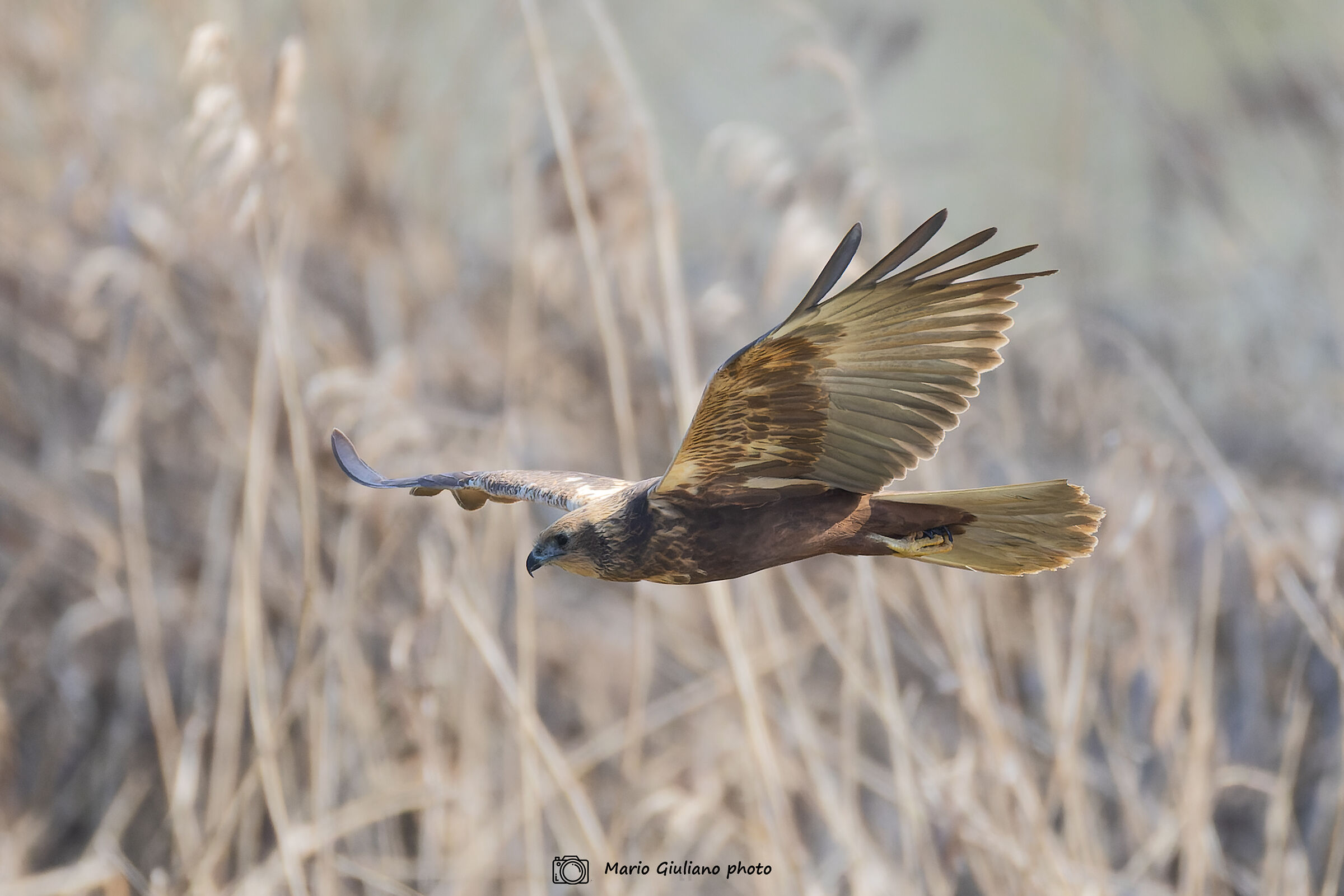 Male Marsh Harrier
